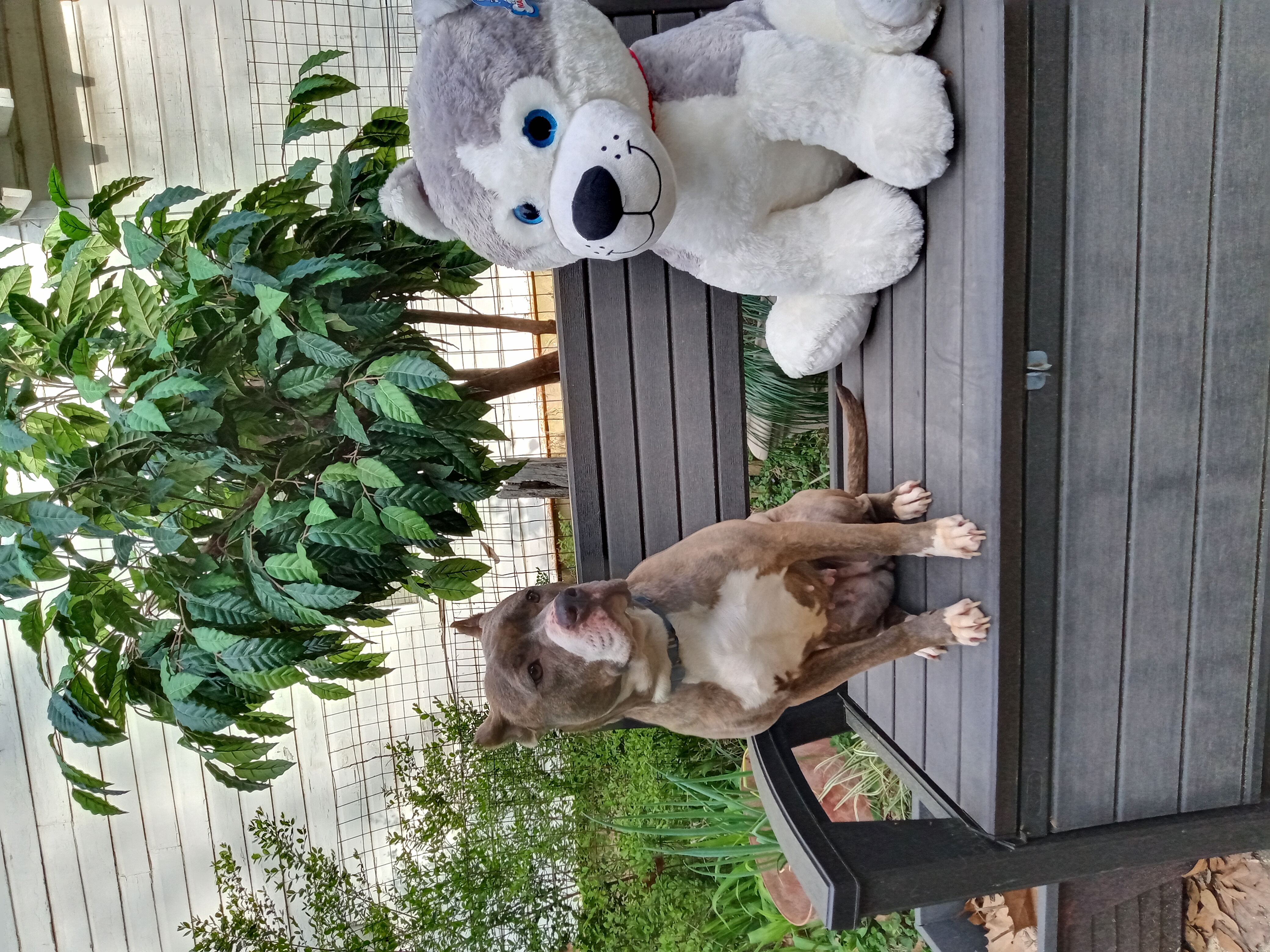 Baylee, an adoptable American Staffordshire Terrier, American Bully in Memphis, TN, 38111 | Photo Image 3