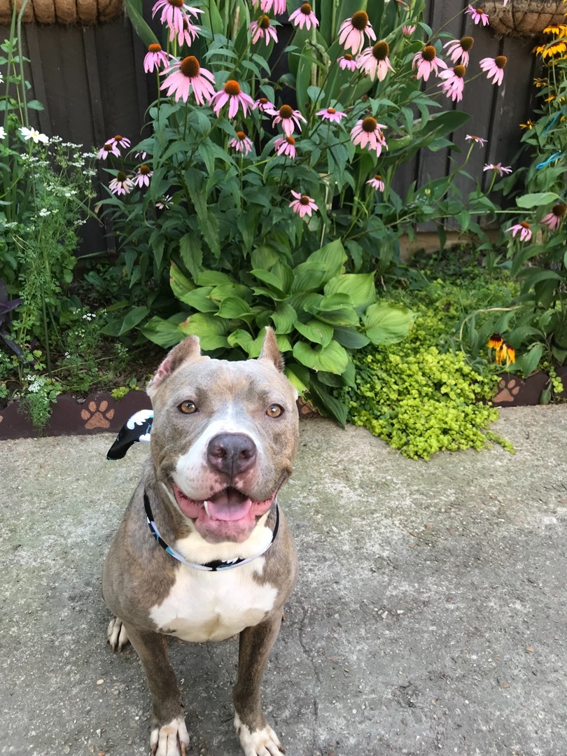 Baylee, an adoptable American Staffordshire Terrier, American Bully in Memphis, TN, 38111 | Photo Image 5