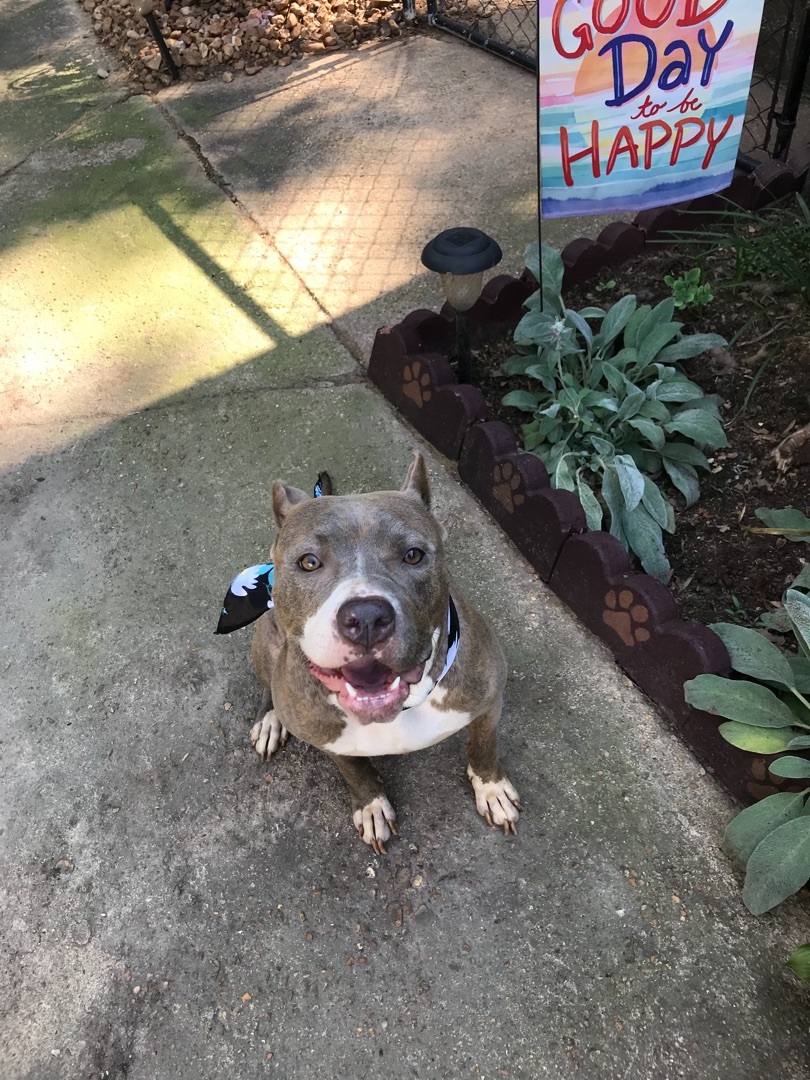 Baylee, an adoptable American Staffordshire Terrier, American Bully in Memphis, TN, 38111 | Photo Image 1