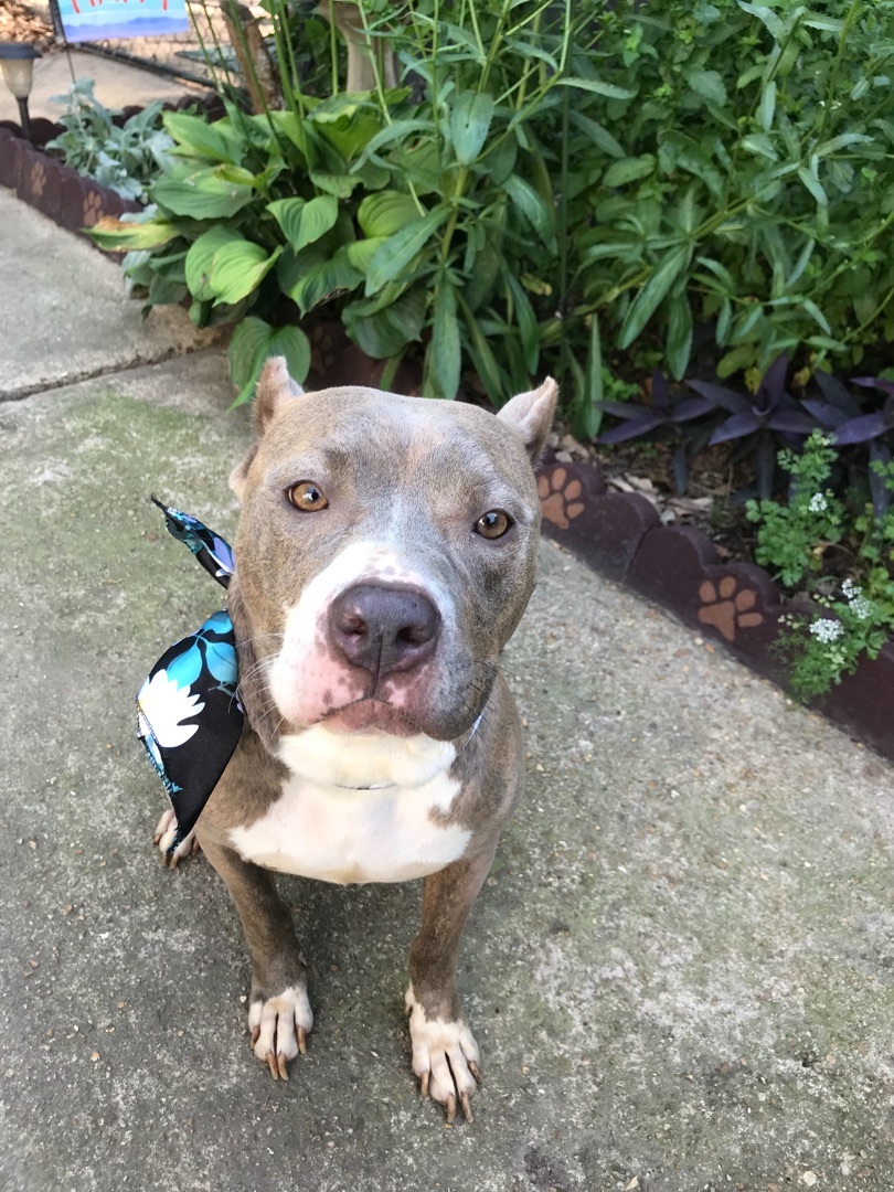 Baylee, an adoptable American Staffordshire Terrier, American Bully in Memphis, TN, 38111 | Photo Image 4