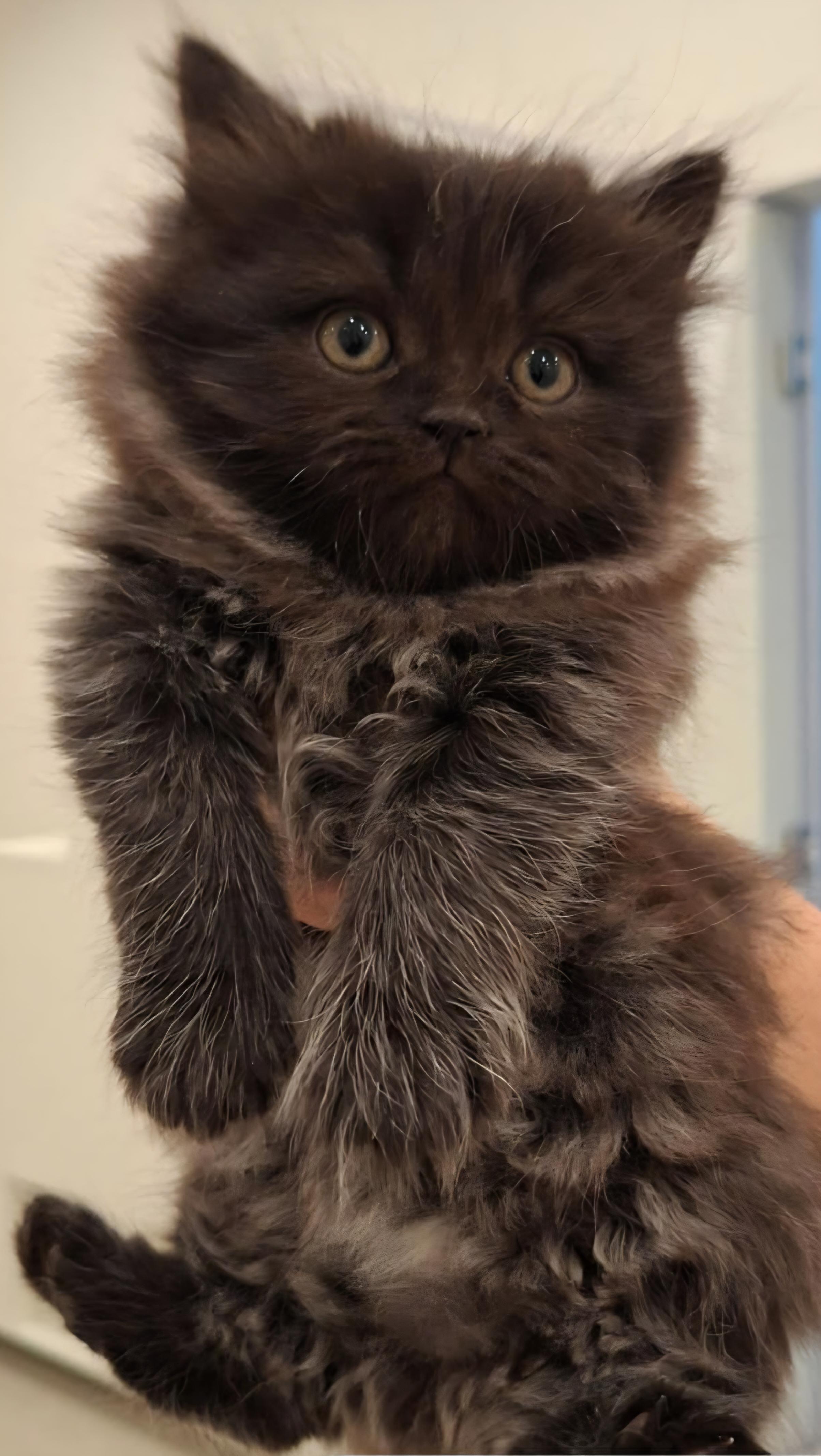 Enlarge Stella, a Adopted Persian in Snow Hill, MD image 1/2