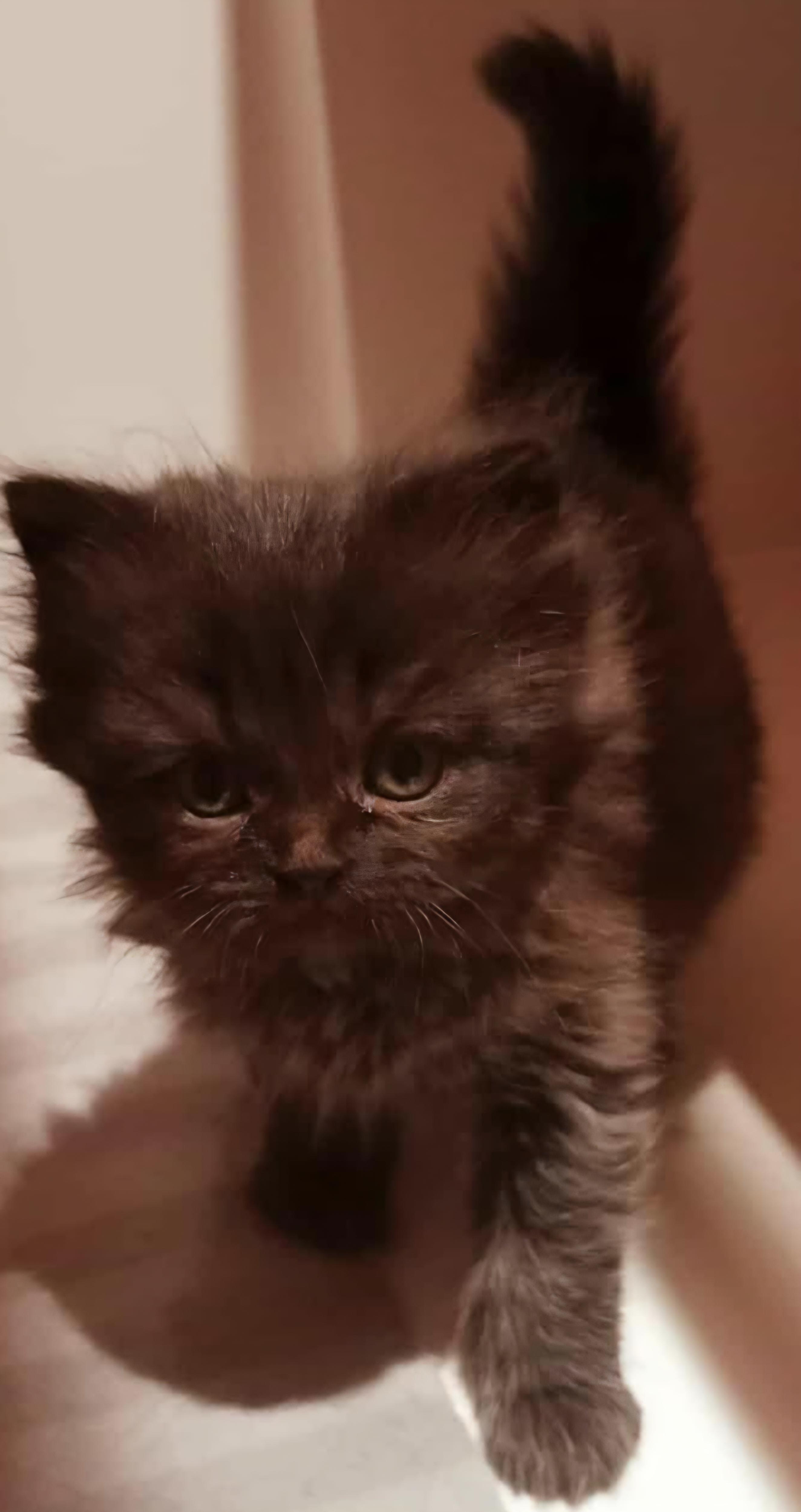 Enlarge Stella, a Adopted Persian in Snow Hill, MD image 2/2