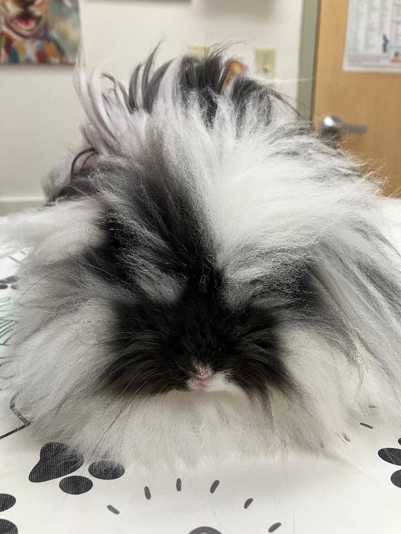 Enlarge Puff Nugget, a ADOPTABLE Lionhead in Youngstown, OH image 2/3