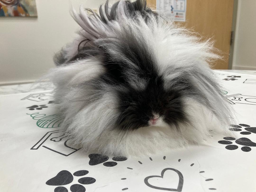 Enlarge Puff Nugget, a ADOPTABLE Lionhead in Youngstown, OH image 3/3