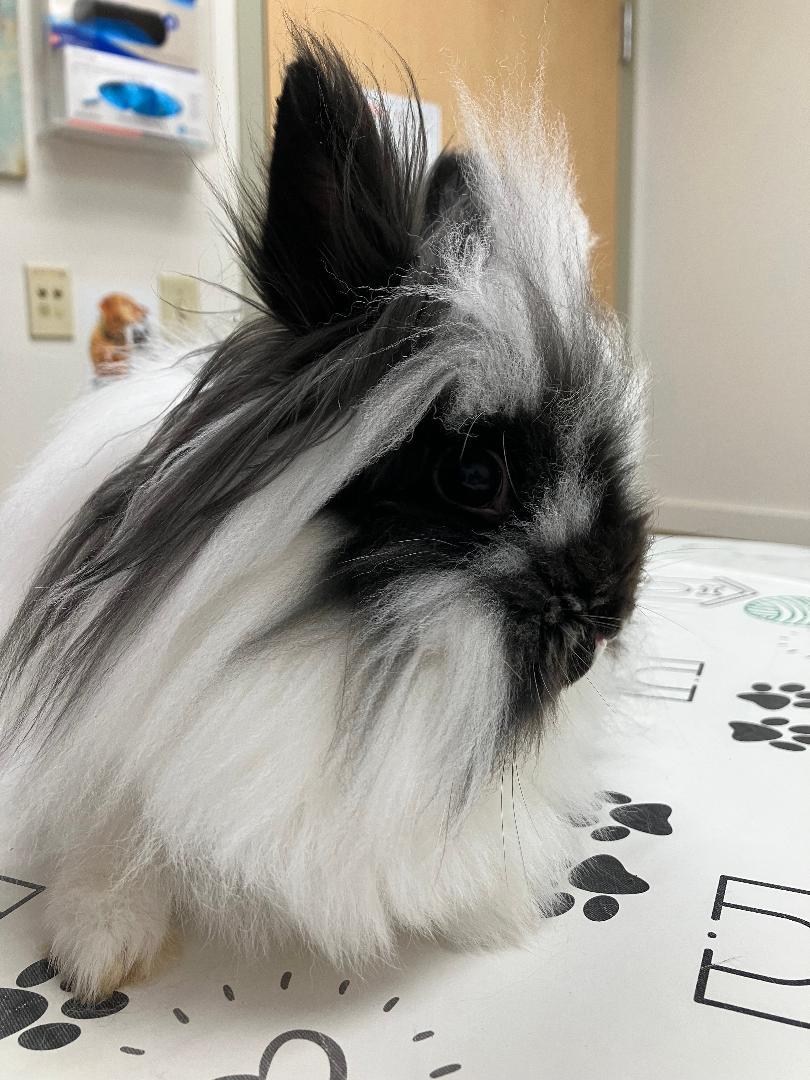 Puff Nugget, ADOPTABLE, Young Female Lionhead.
