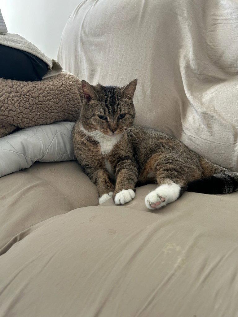 Kawai, Adoptable, Adult Female Tabby & Domestic Short Hair.