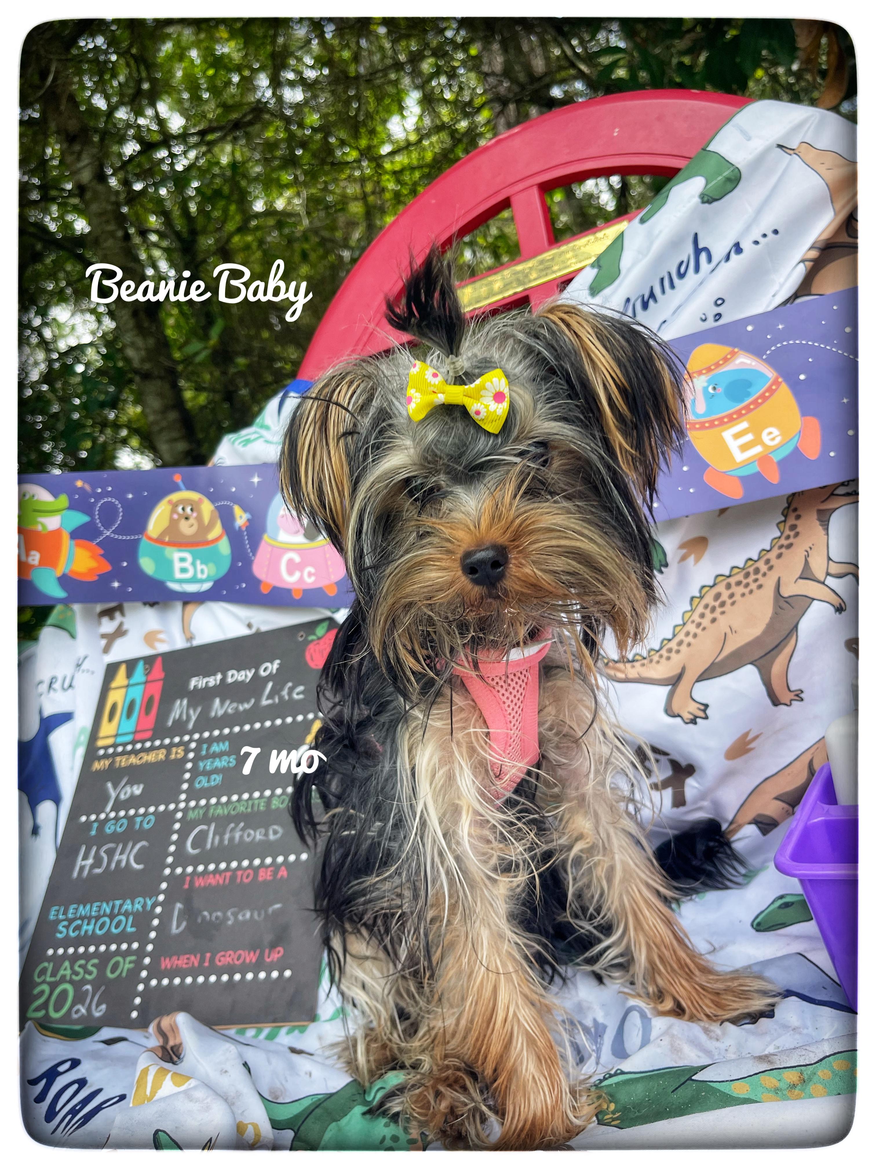 Beanie Baby, adopted, Puppy Female Yorkshire Terrier.