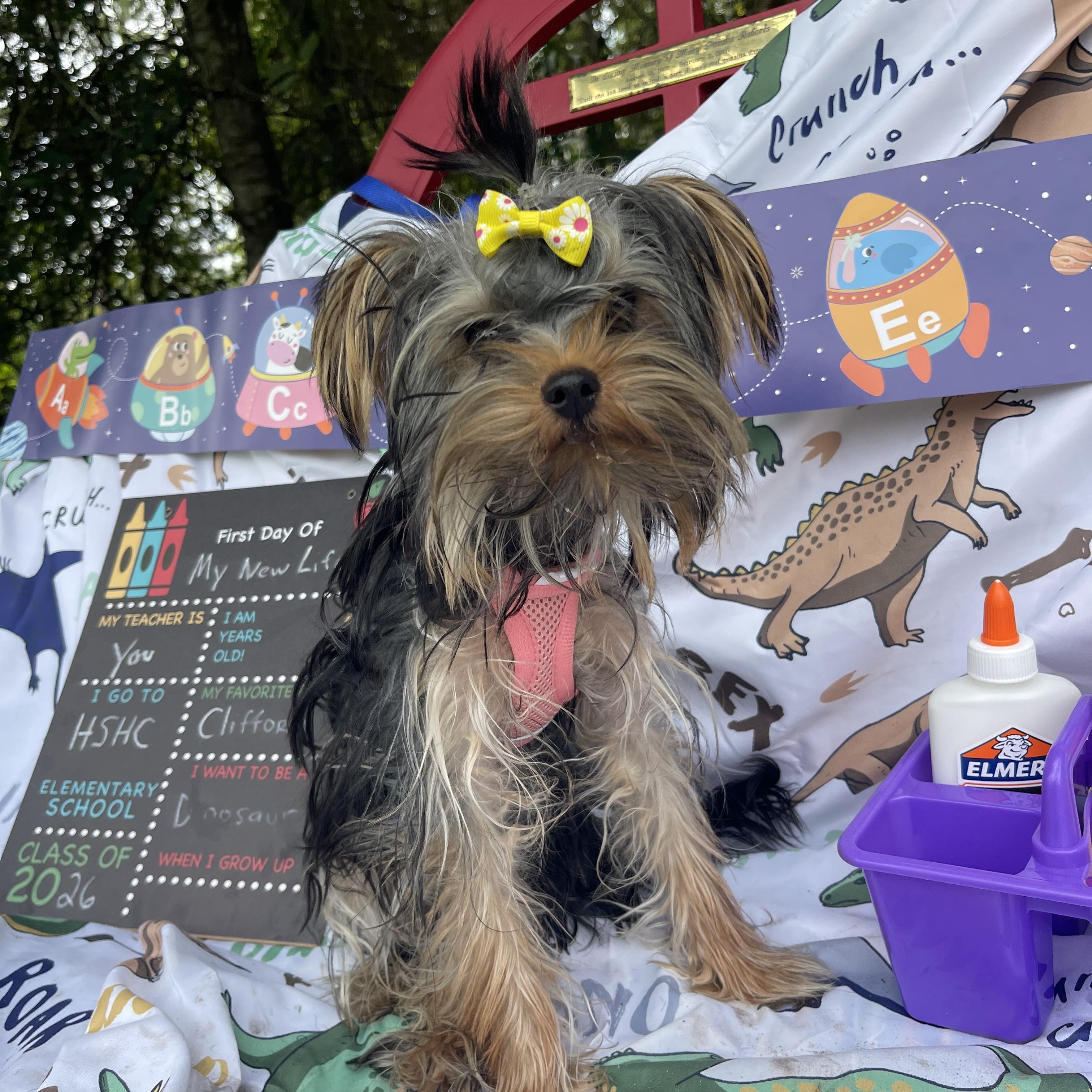 Beanie Baby, an adopted Yorkshire Terrier in Sebring, FL image 3/6