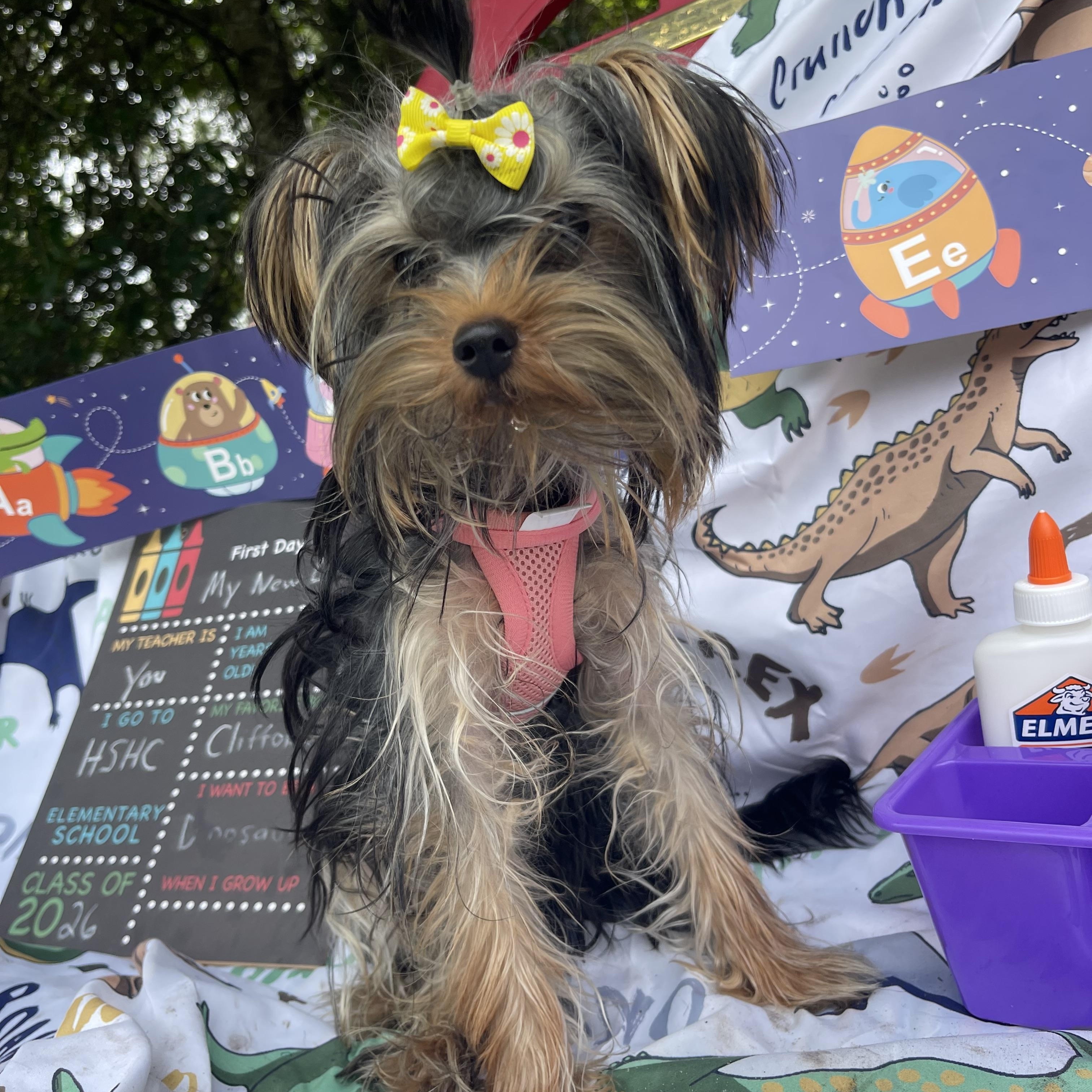 Beanie Baby, an adopted Yorkshire Terrier in Sebring, FL image 6/6