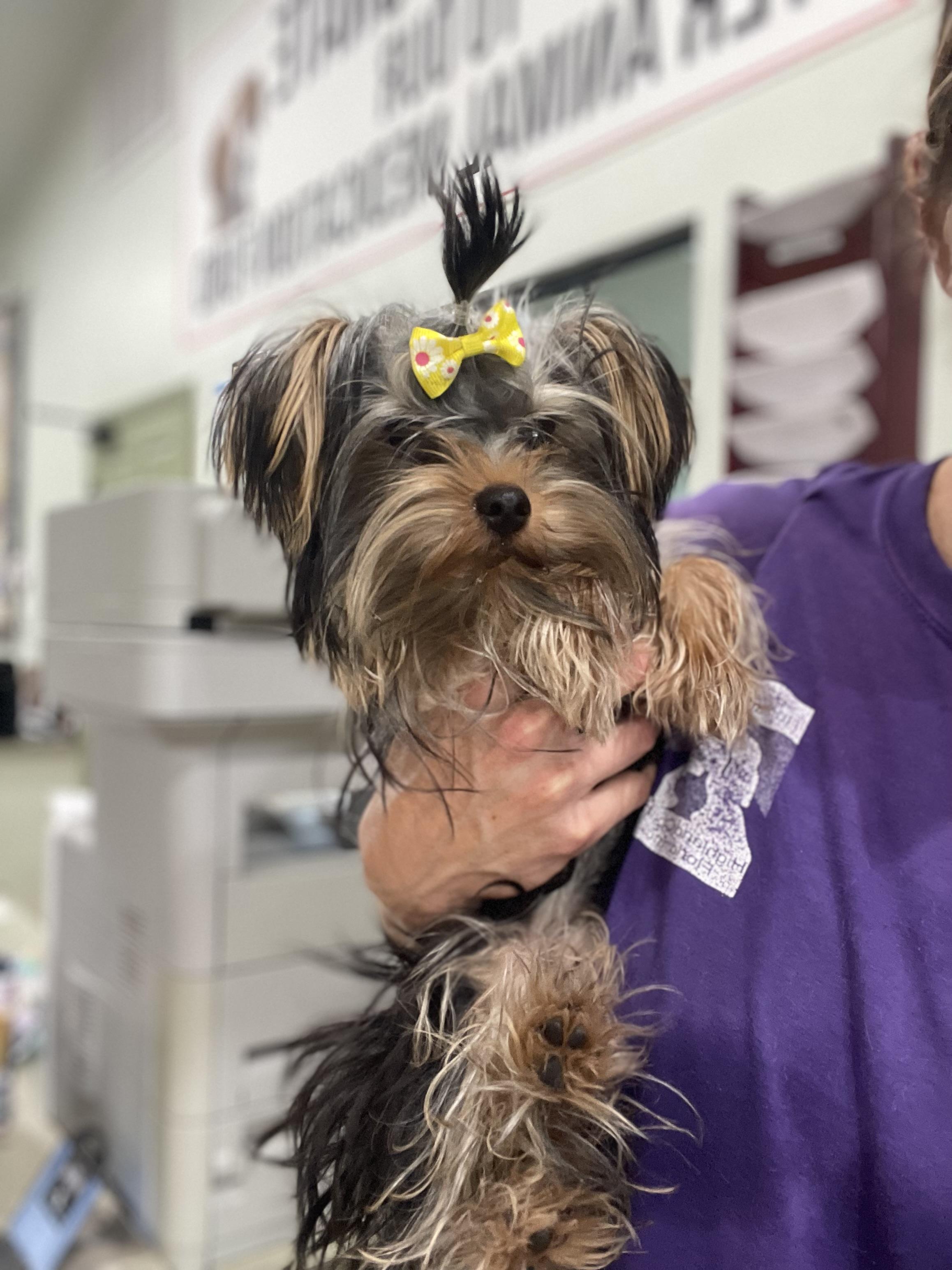 Beanie Baby, an adopted Yorkshire Terrier in Sebring, FL image 5/6