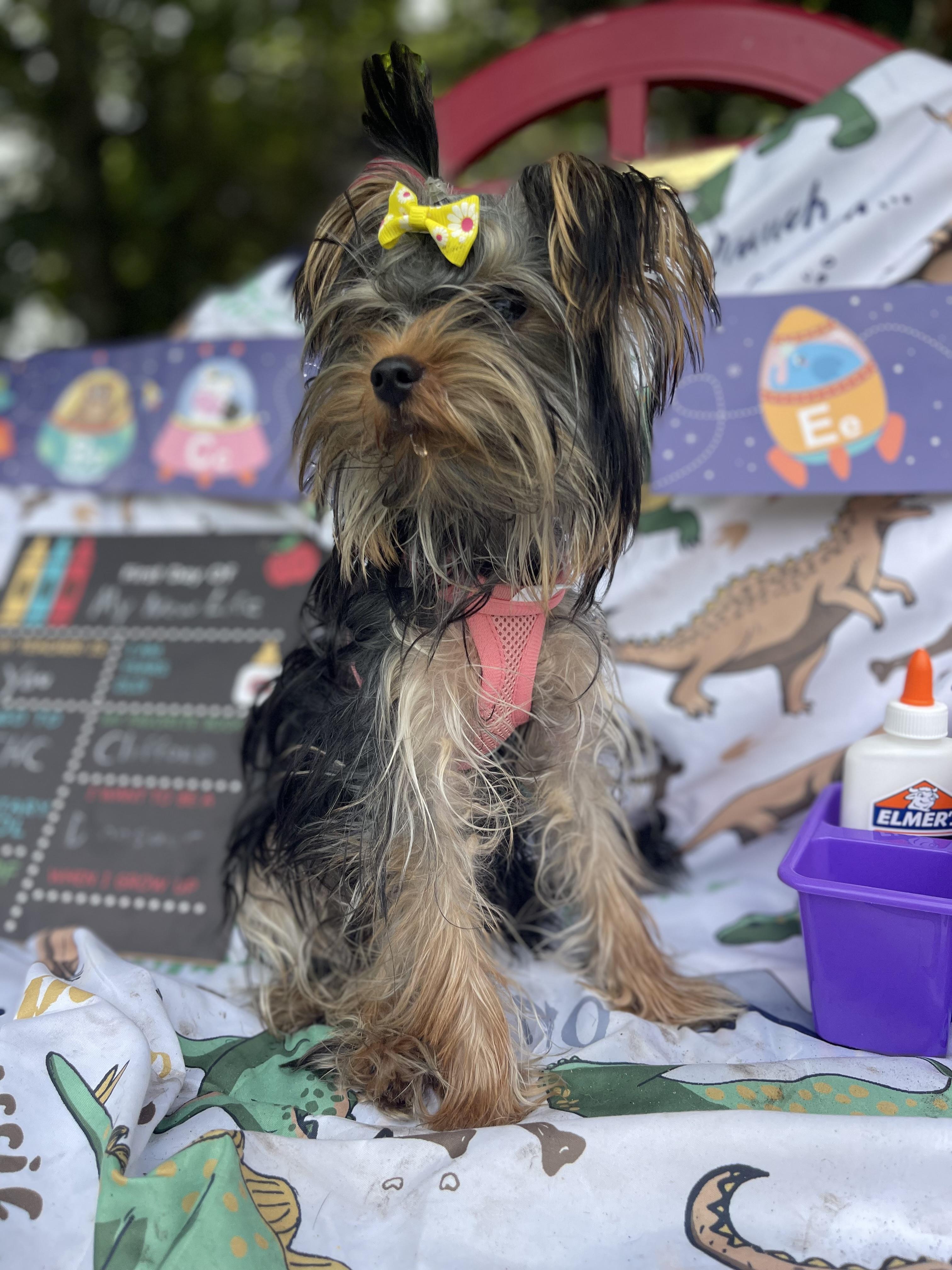 Beanie Baby, an adopted Yorkshire Terrier in Sebring, FL image 2/6