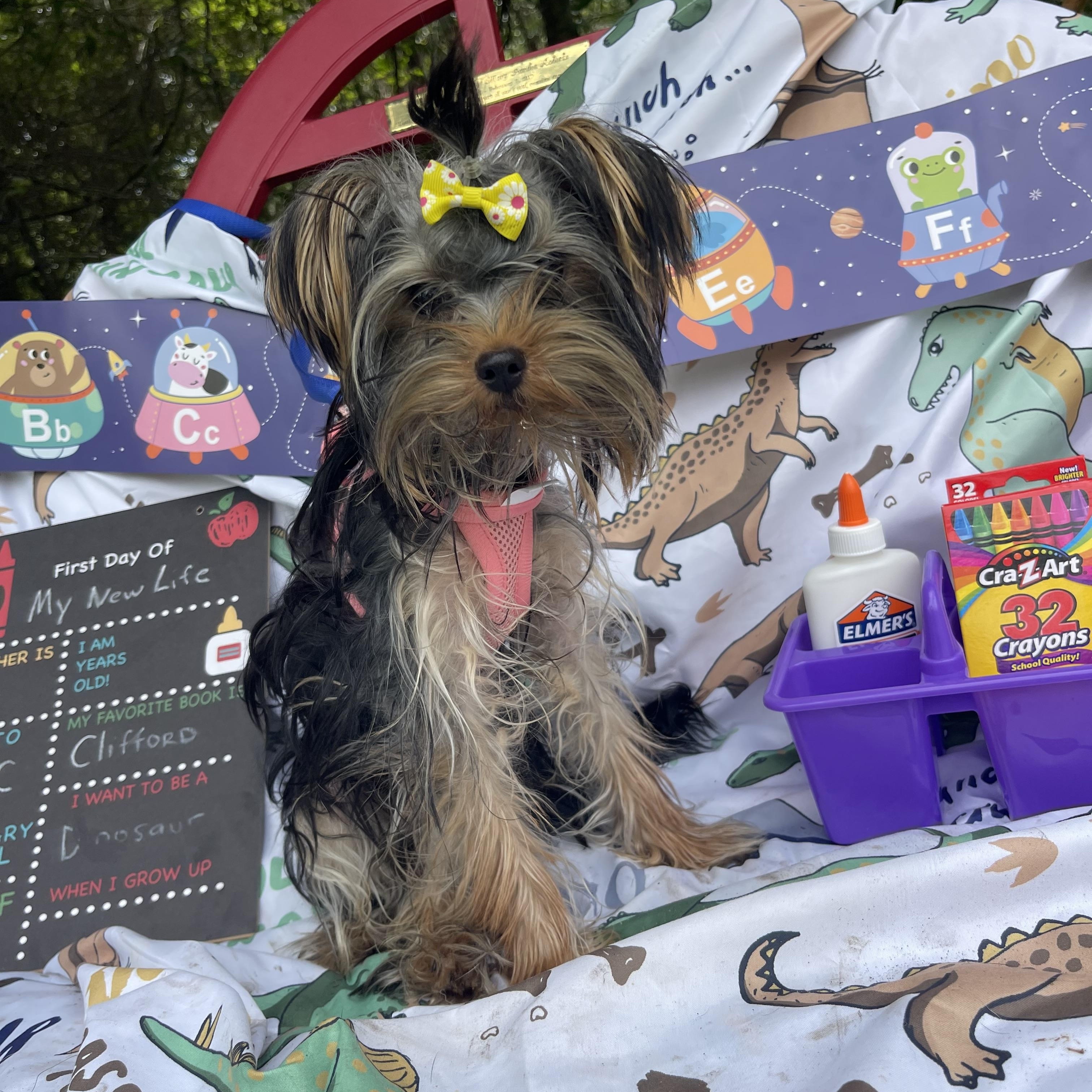 Beanie Baby, an adopted Yorkshire Terrier in Sebring, FL image 4/6
