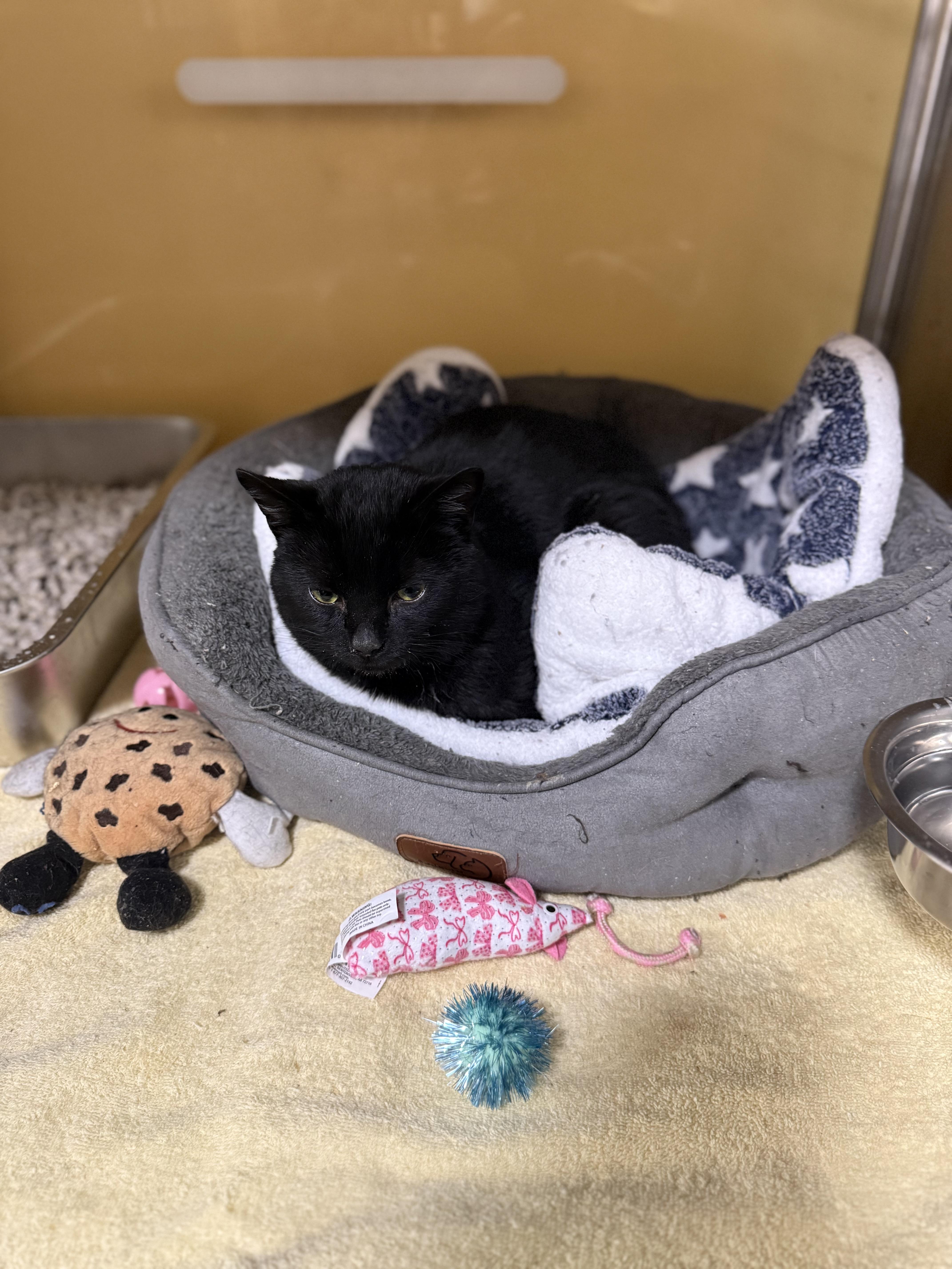 Enlarge Hector, a ADOPTABLE Domestic Short Hair in Galloway, NJ image 2/4