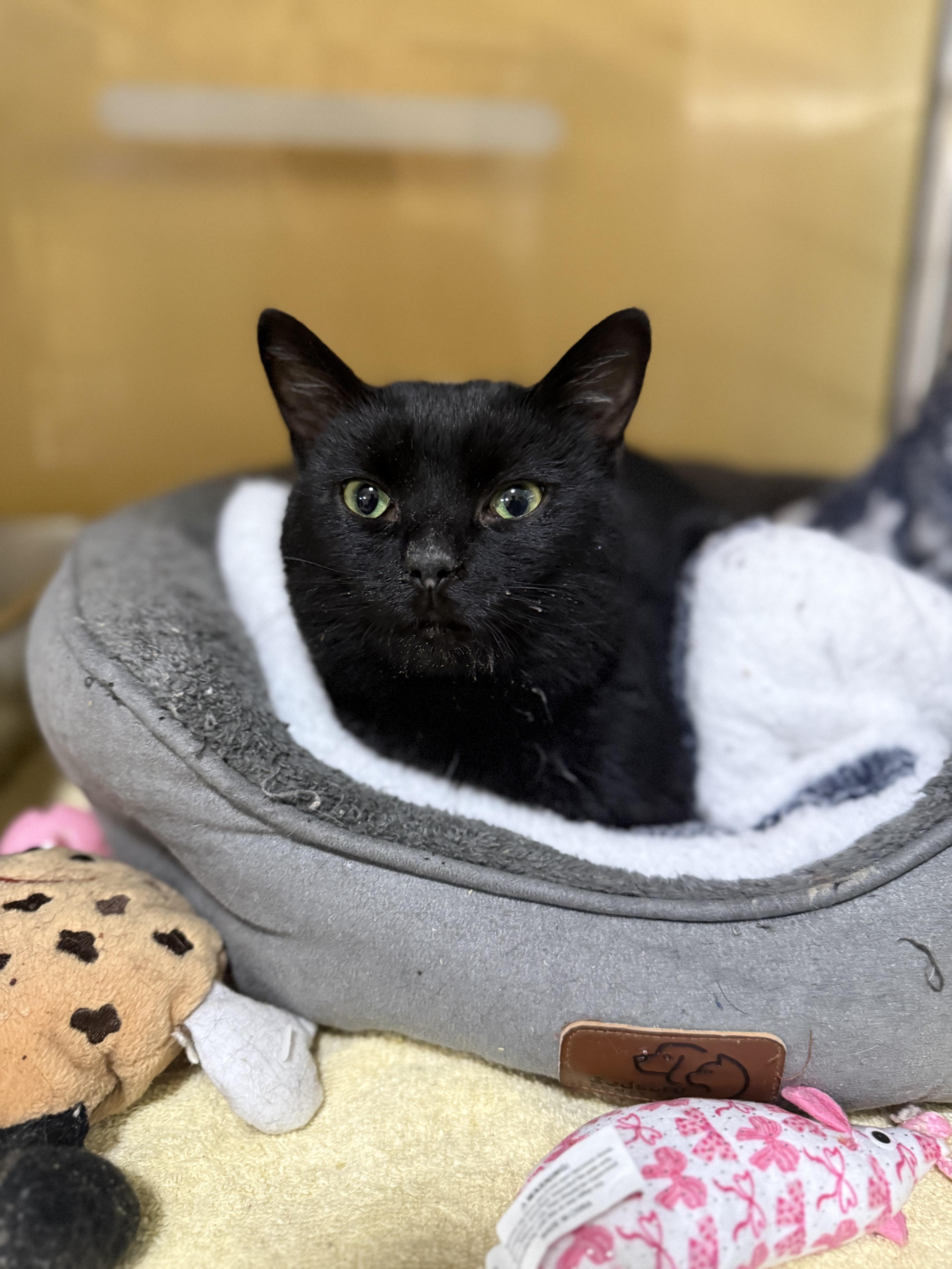 Enlarge Hector, a ADOPTABLE Domestic Short Hair in Galloway, NJ image 3/4