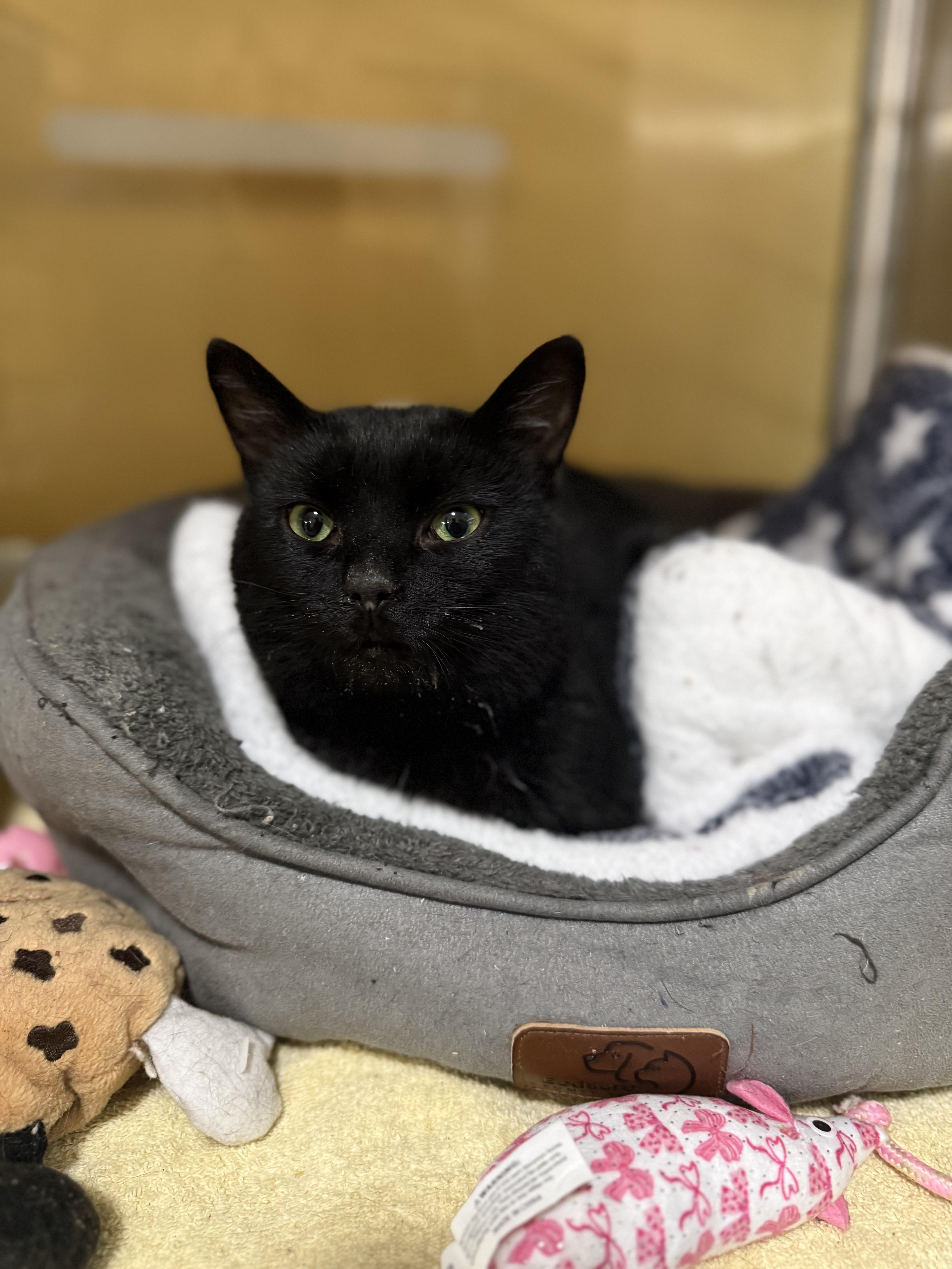 Hector, ADOPTABLE, Young Male Domestic Short Hair.