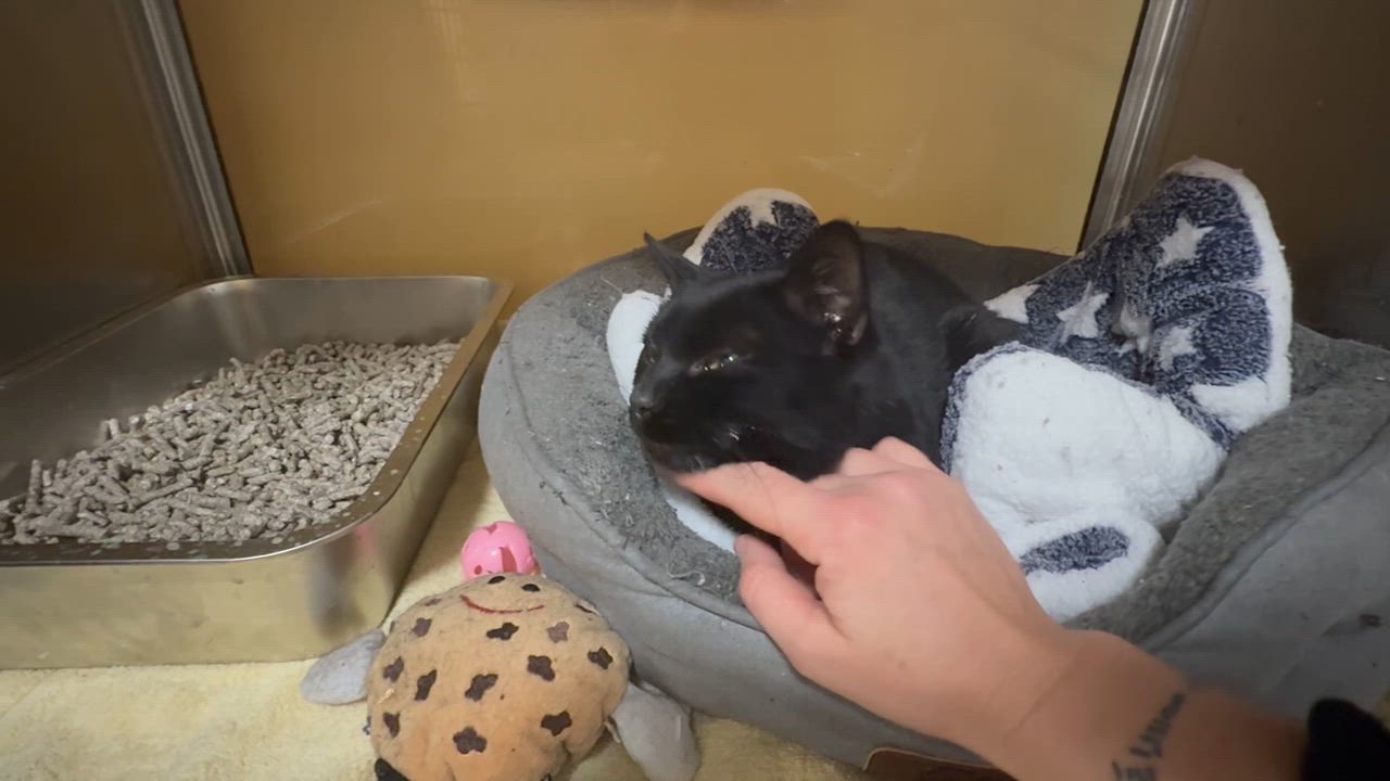 Enlarge Hector, a ADOPTABLE Domestic Short Hair in Galloway, NJ video 4/4