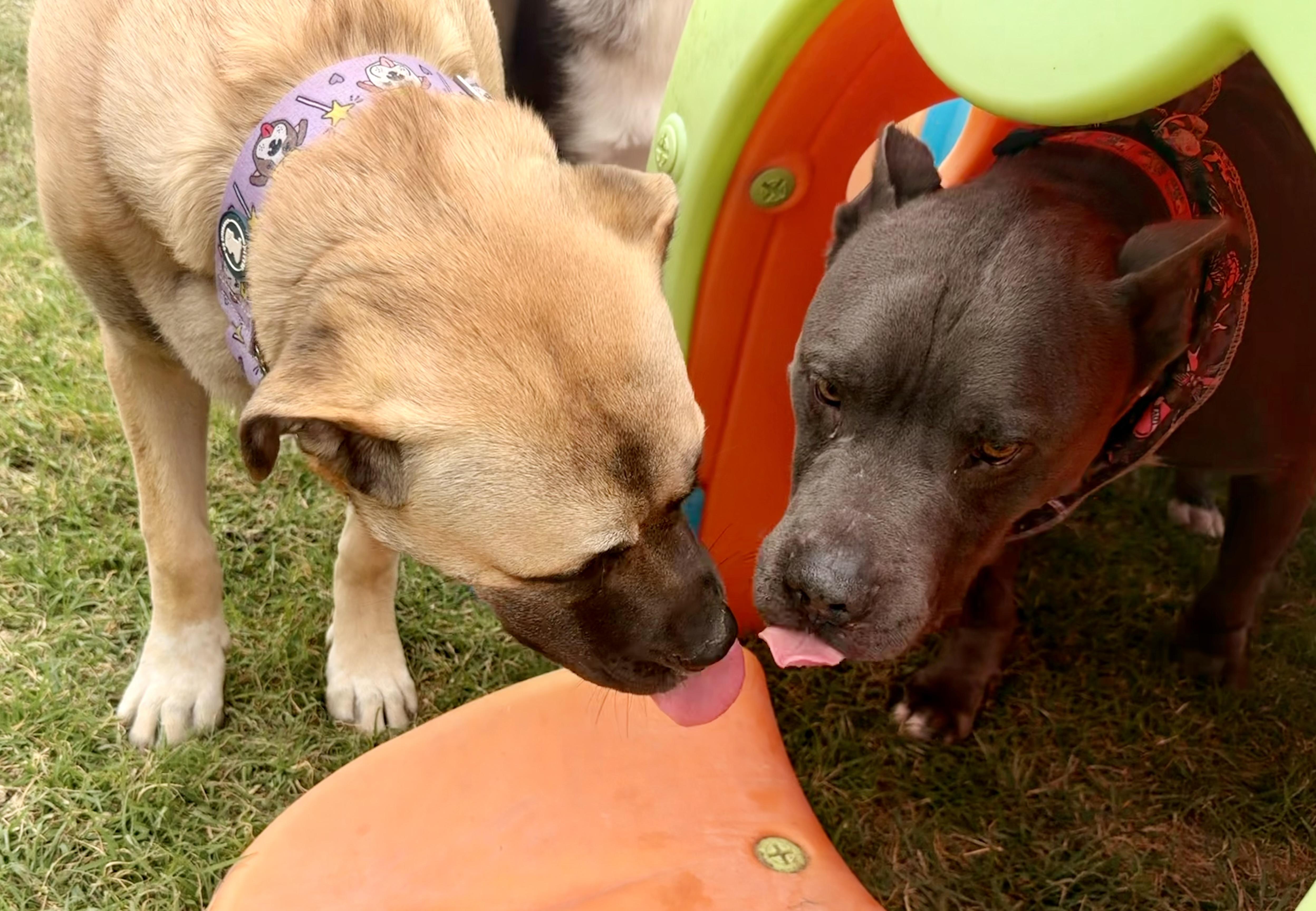 Enlarge Abu, a Adoptable mixed breed in Austin, TX image 2/5