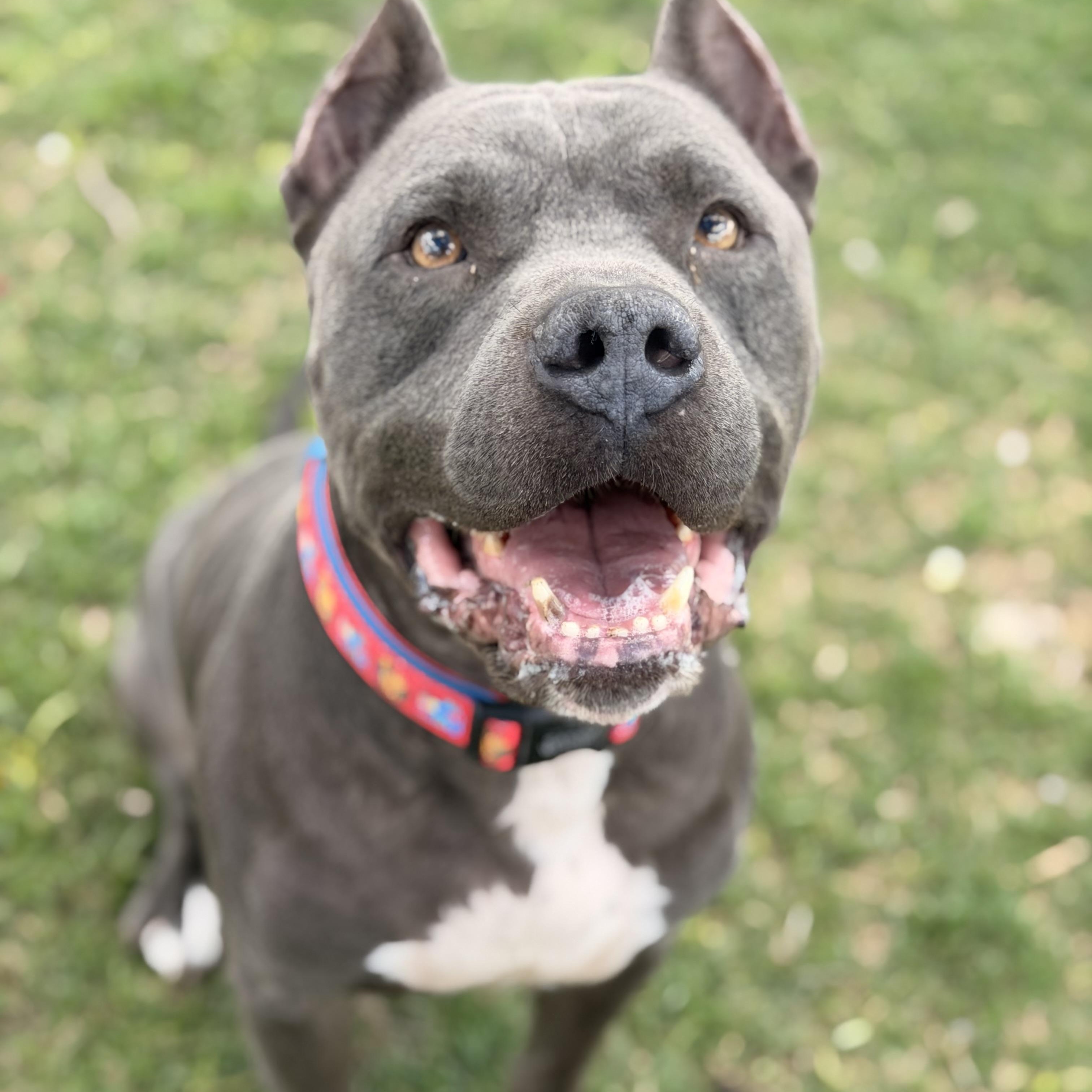 Abu, Adoptable, Adult Male Pit Bull Terrier & Cane Corso.