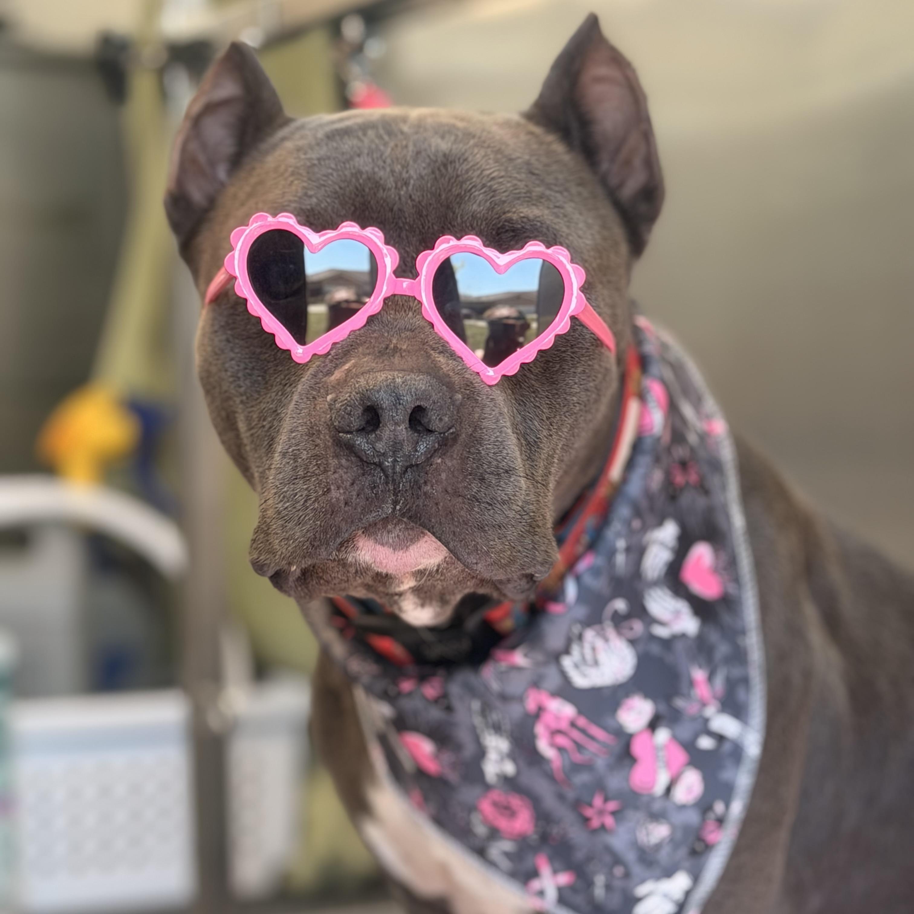 Enlarge Abu, a Adoptable mixed breed in Austin, TX image 5/5