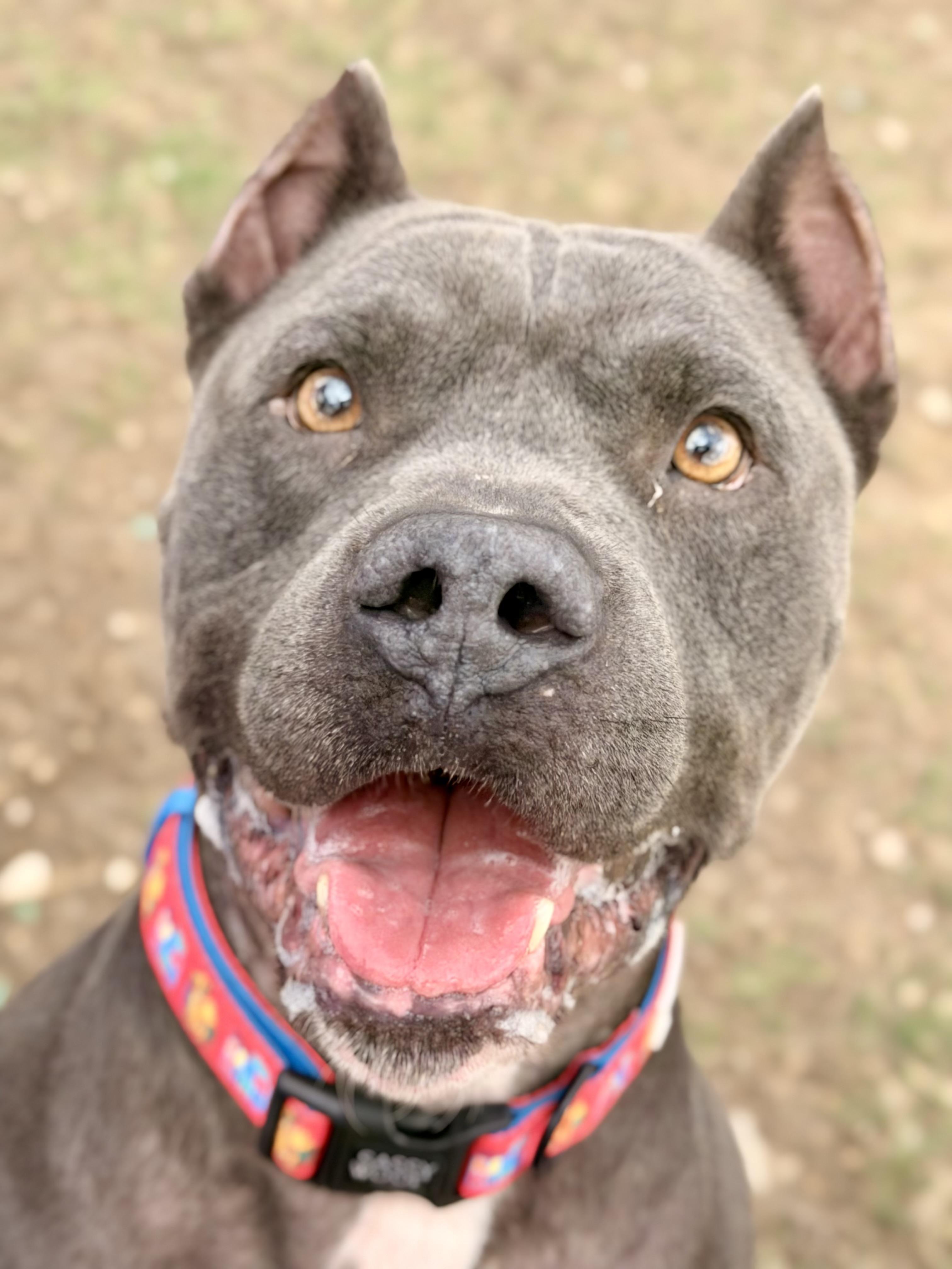 Enlarge Abu, a Adoptable mixed breed in Austin, TX image 4/5