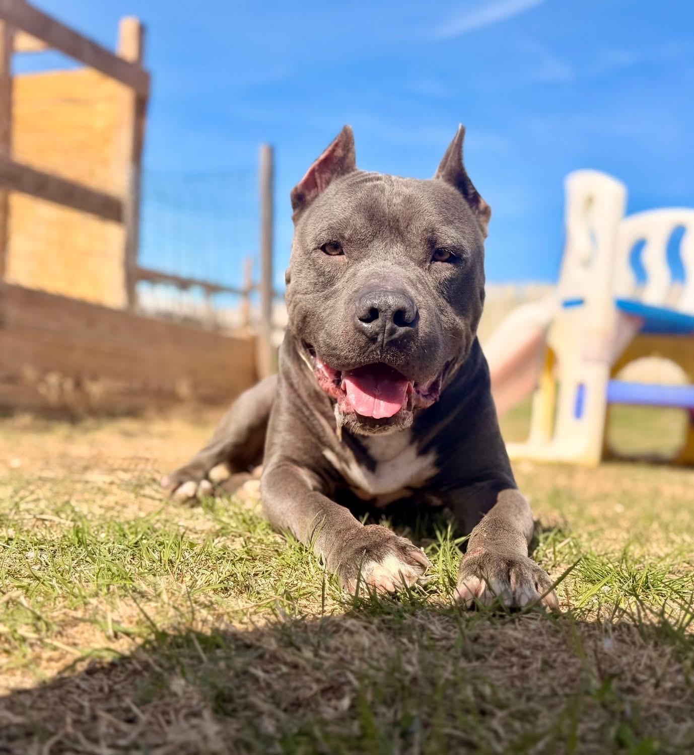 Enlarge Abu, a Adoptable mixed breed in Austin, TX image 3/5