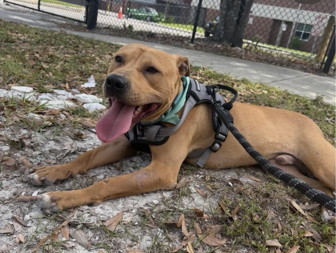 Enlarge Scooby, a ADOPTABLE Mixed Breed in tampa, FL image 2/3