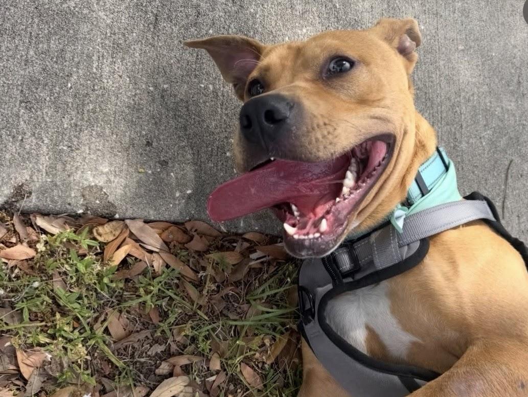Scooby, ADOPTABLE, Young Male Mixed Breed.