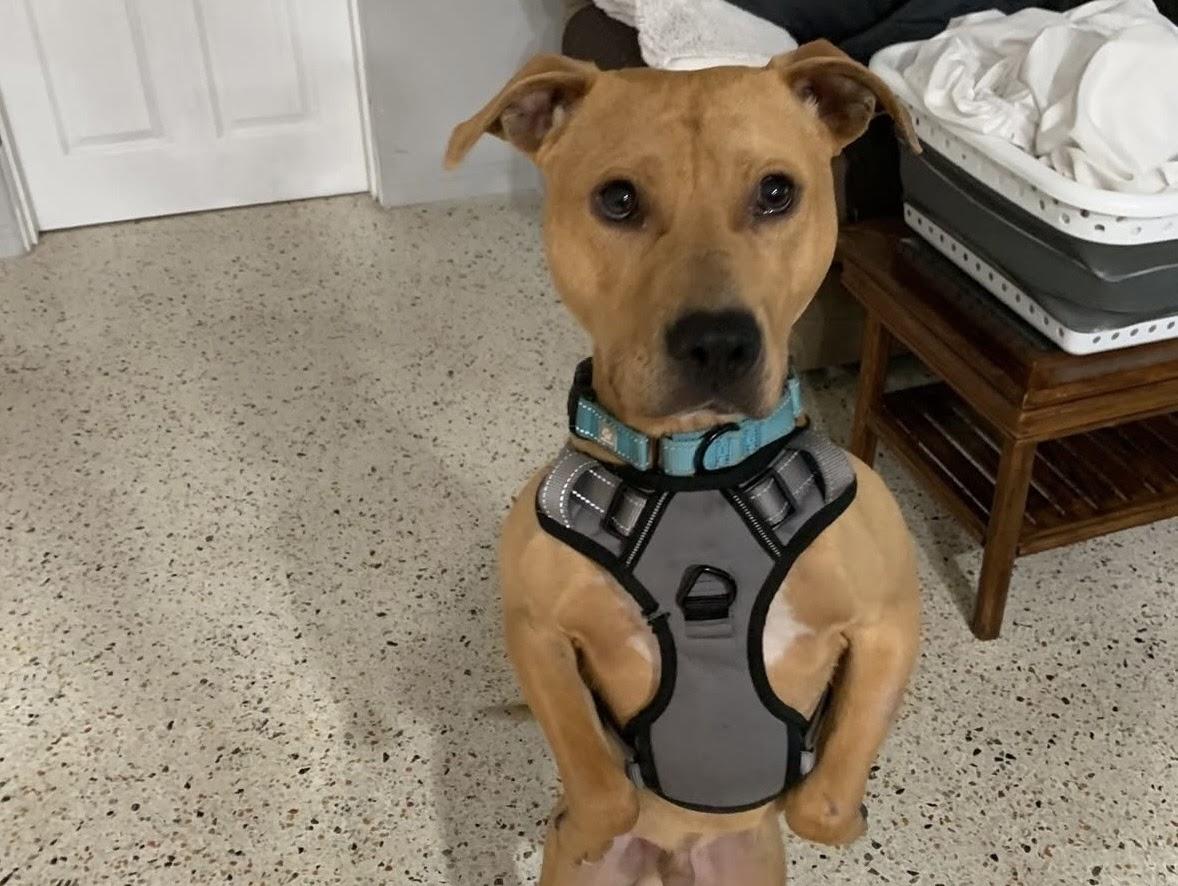 Enlarge Scooby, a ADOPTABLE Mixed Breed in tampa, FL image 3/3