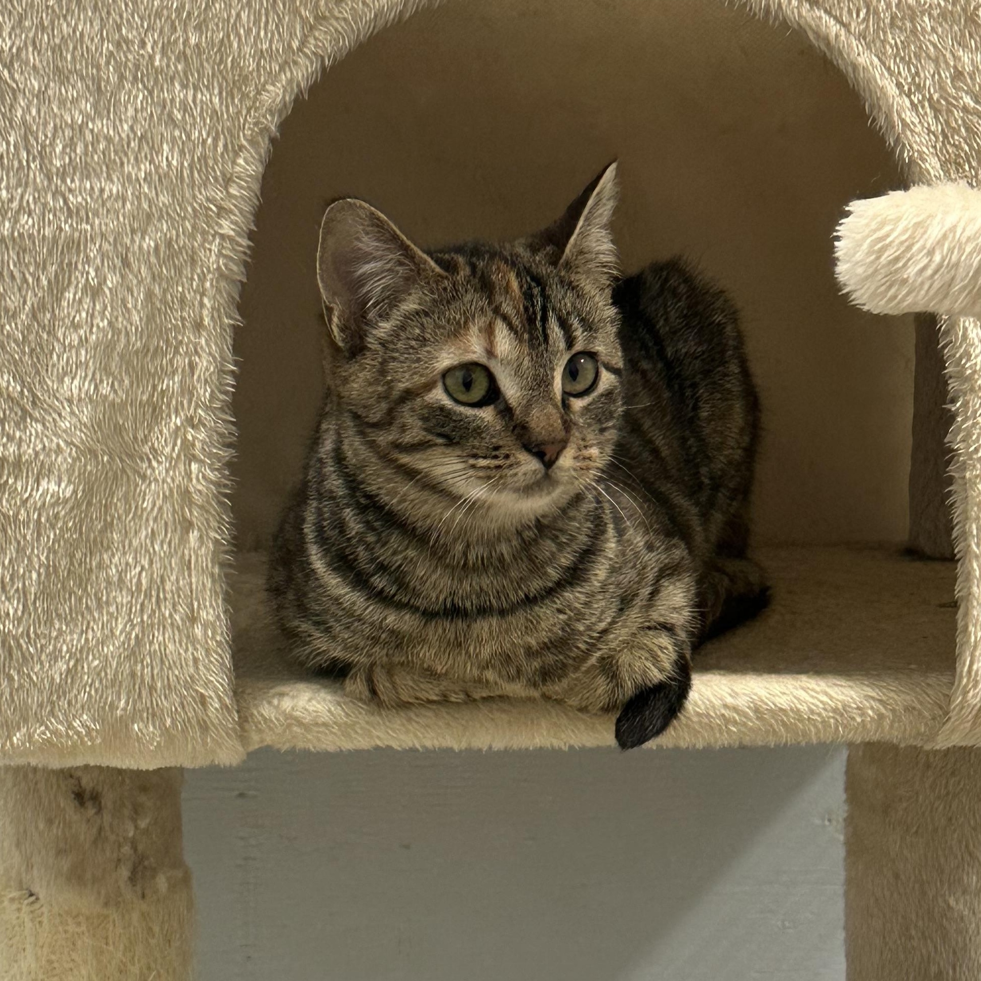 Nessarose, a Adoptable Domestic Short Hair in Mission, BC image 2/2