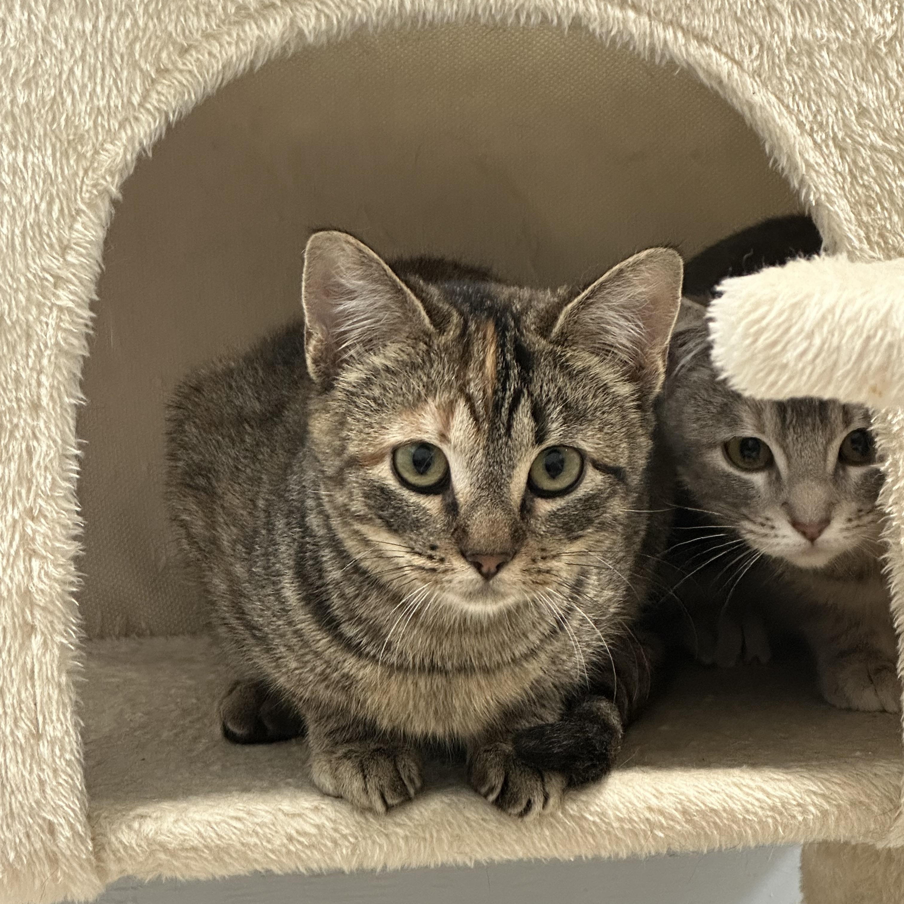 Nessarose, Adoptable, Kitten Female Domestic Short Hair.