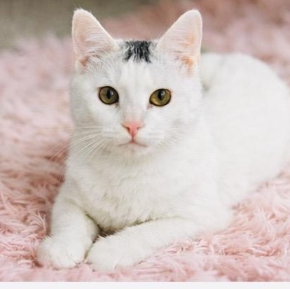 Georgie, ADOPTABLE, Kitten Male Domestic Short Hair.