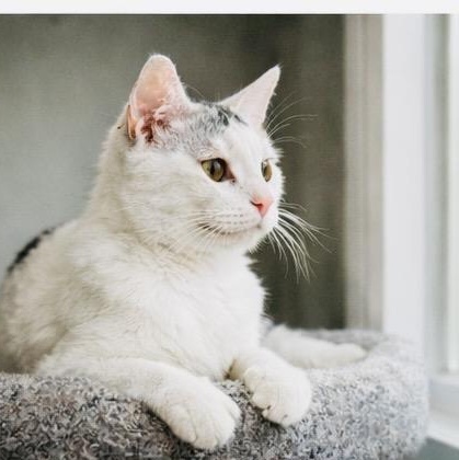 Enlarge Georgie, a ADOPTABLE Domestic Short Hair in Joliet, IL image 6/6