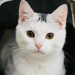 Enlarge Georgie, a ADOPTABLE Domestic Short Hair in Joliet, IL image 5/6