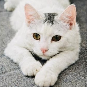Enlarge Georgie, a ADOPTABLE Domestic Short Hair in Joliet, IL image 4/6