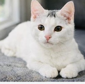 Enlarge Georgie, a ADOPTABLE Domestic Short Hair in Joliet, IL image 3/6