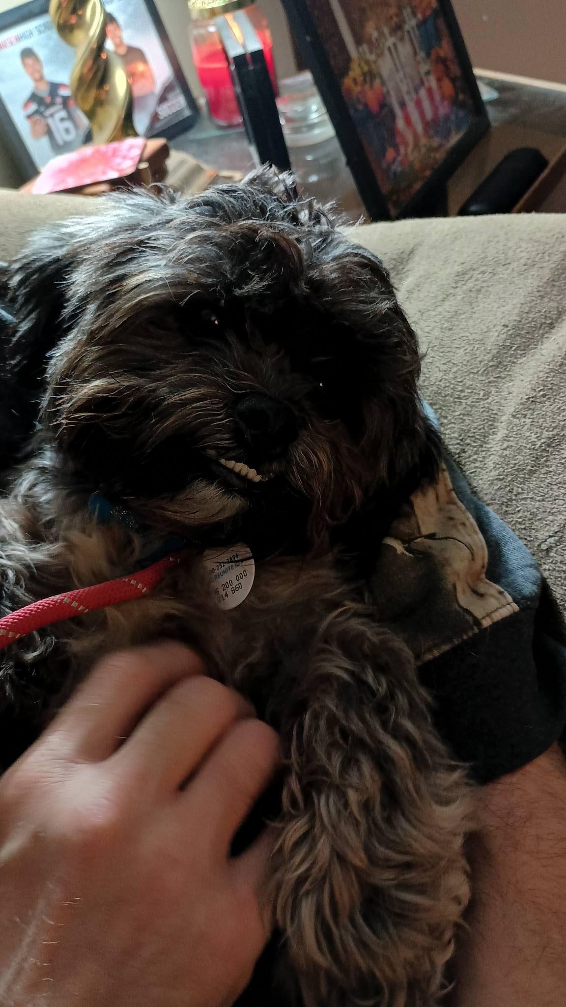 Fisher, adoptable, Adult Male Shih Tzu.