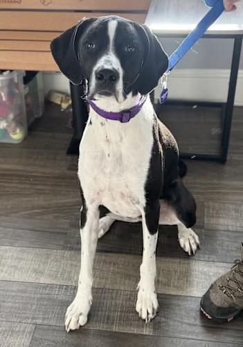 Enlarge Maverick , a ADOPTABLE mixed breed in Mahwah, NJ image 3/4