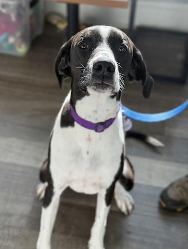 Enlarge Maverick , a ADOPTABLE mixed breed in Mahwah, NJ image 2/4