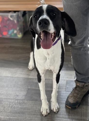 Enlarge Maverick , a ADOPTABLE mixed breed in Mahwah, NJ image 4/4