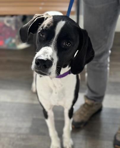 Maverick , ADOPTABLE, Adult Male Treeing Walker Coonhound & Boxer.