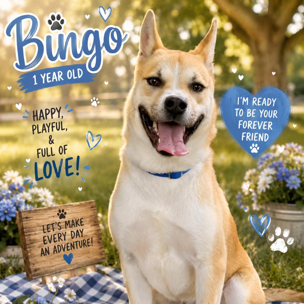 Bingo, a Adoptable mixed breed in Waldorf, MD image 3/5