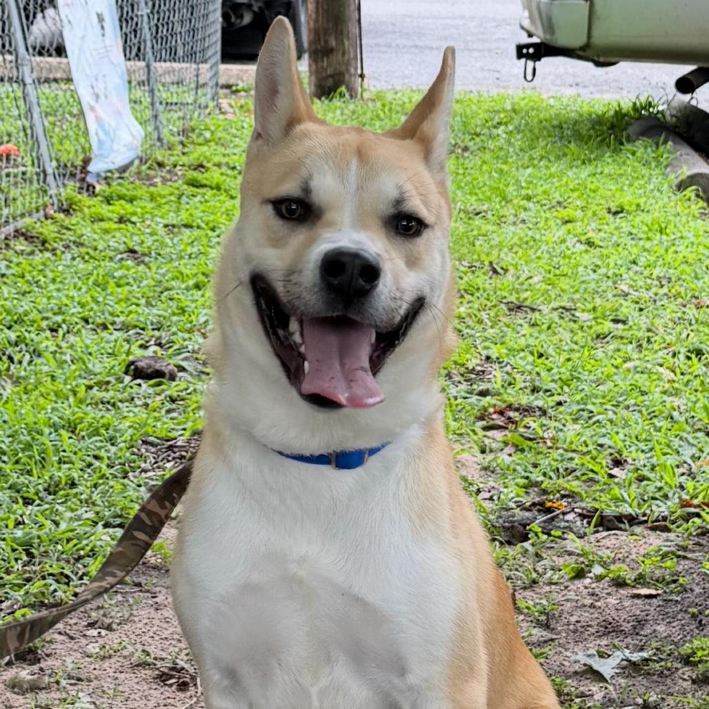 Enlarge Bingo, a Adoptable mixed breed in Waldorf, MD image 4/4