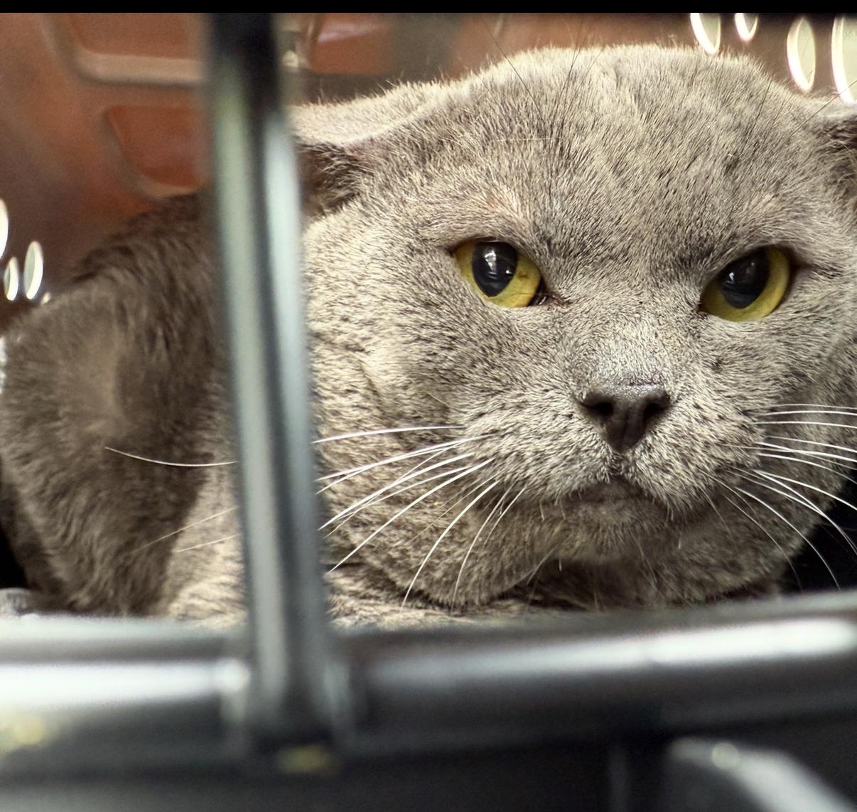 Chunk, ADOPTABLE, Adult Male Chartreux & Russian Blue.
