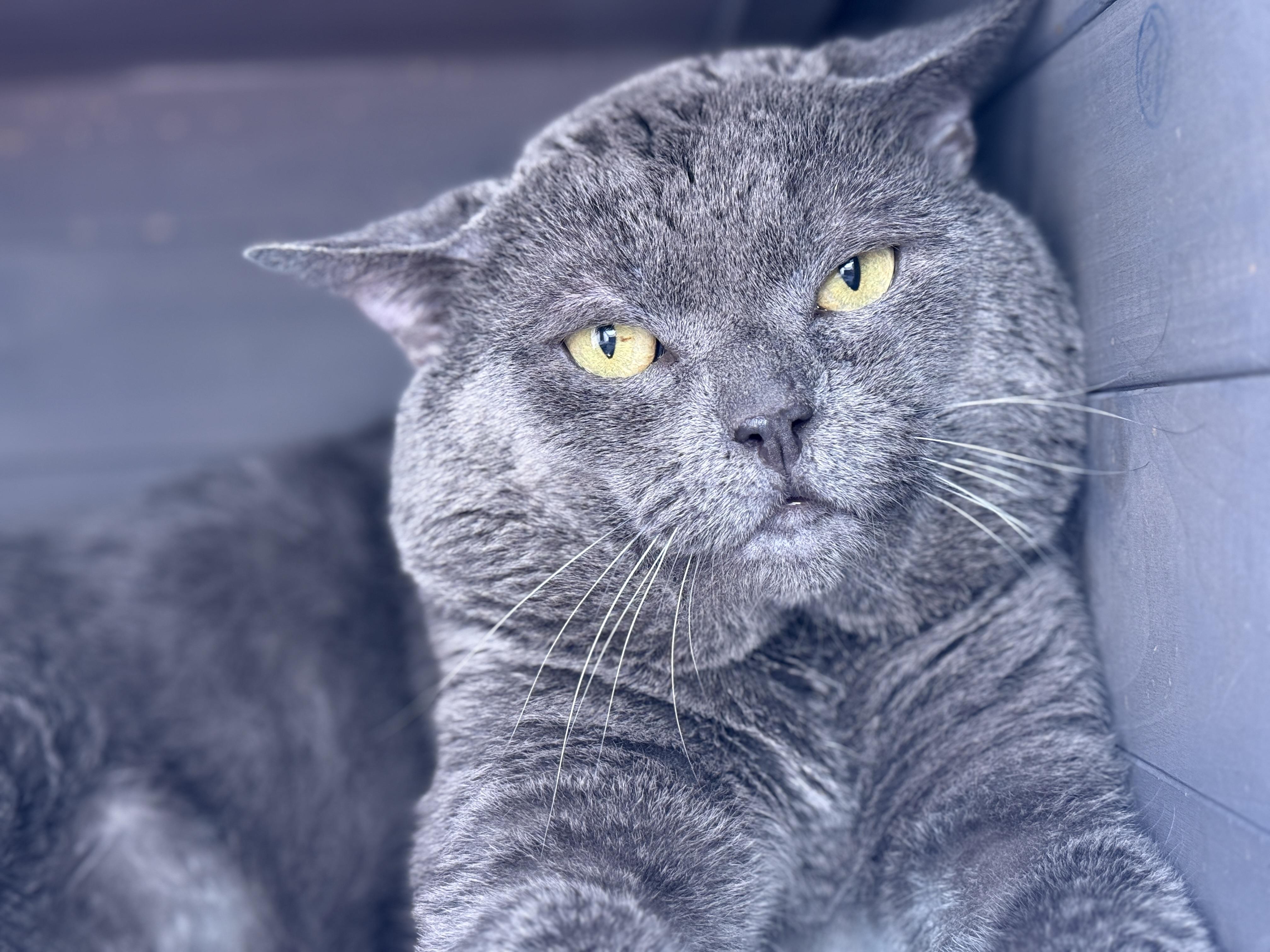 Enlarge Chunk, a ADOPTABLE mixed breed in Oceanside, CA image 3/5