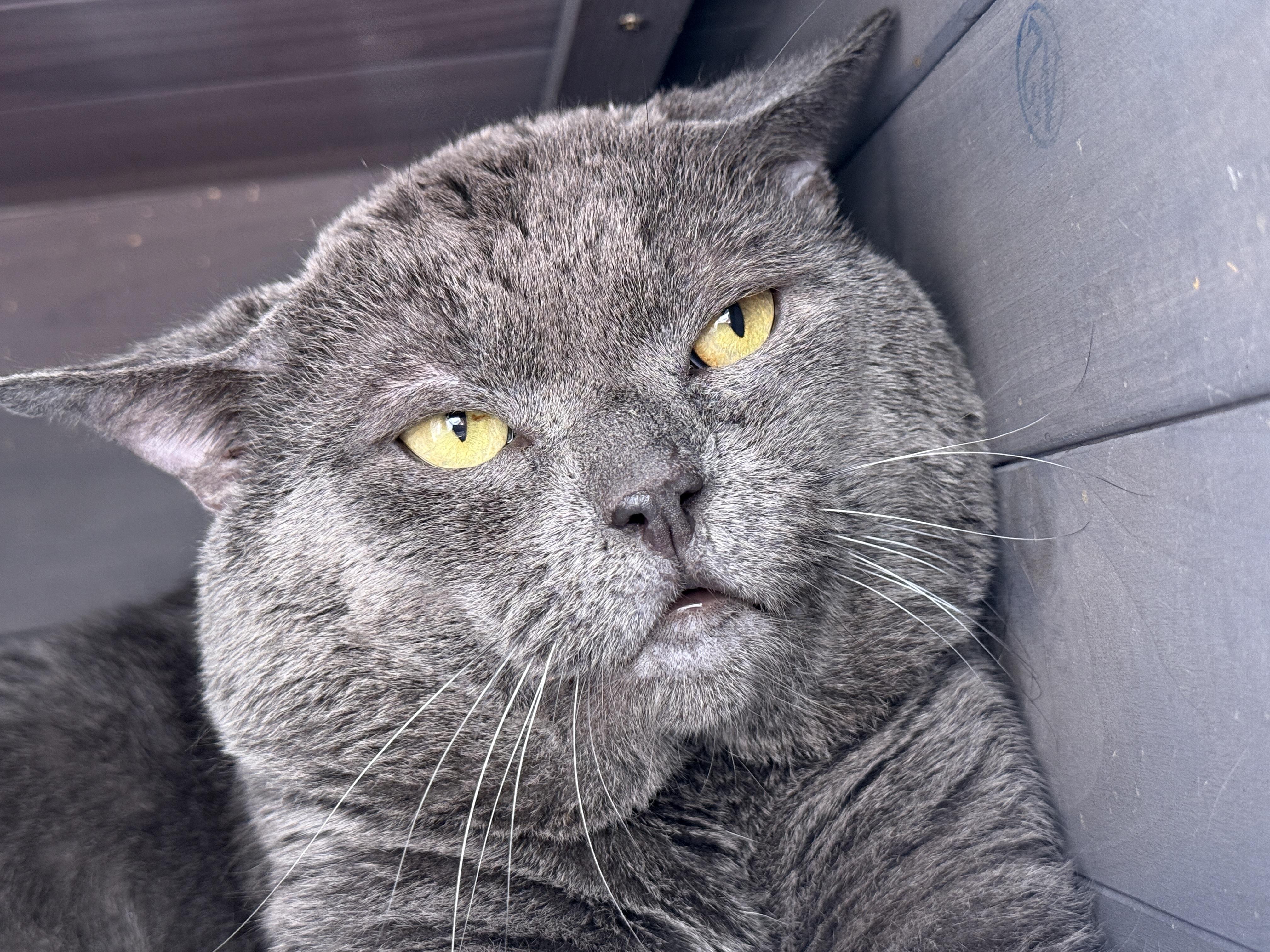 Enlarge Chunk, a ADOPTABLE mixed breed in Oceanside, CA image 1/5