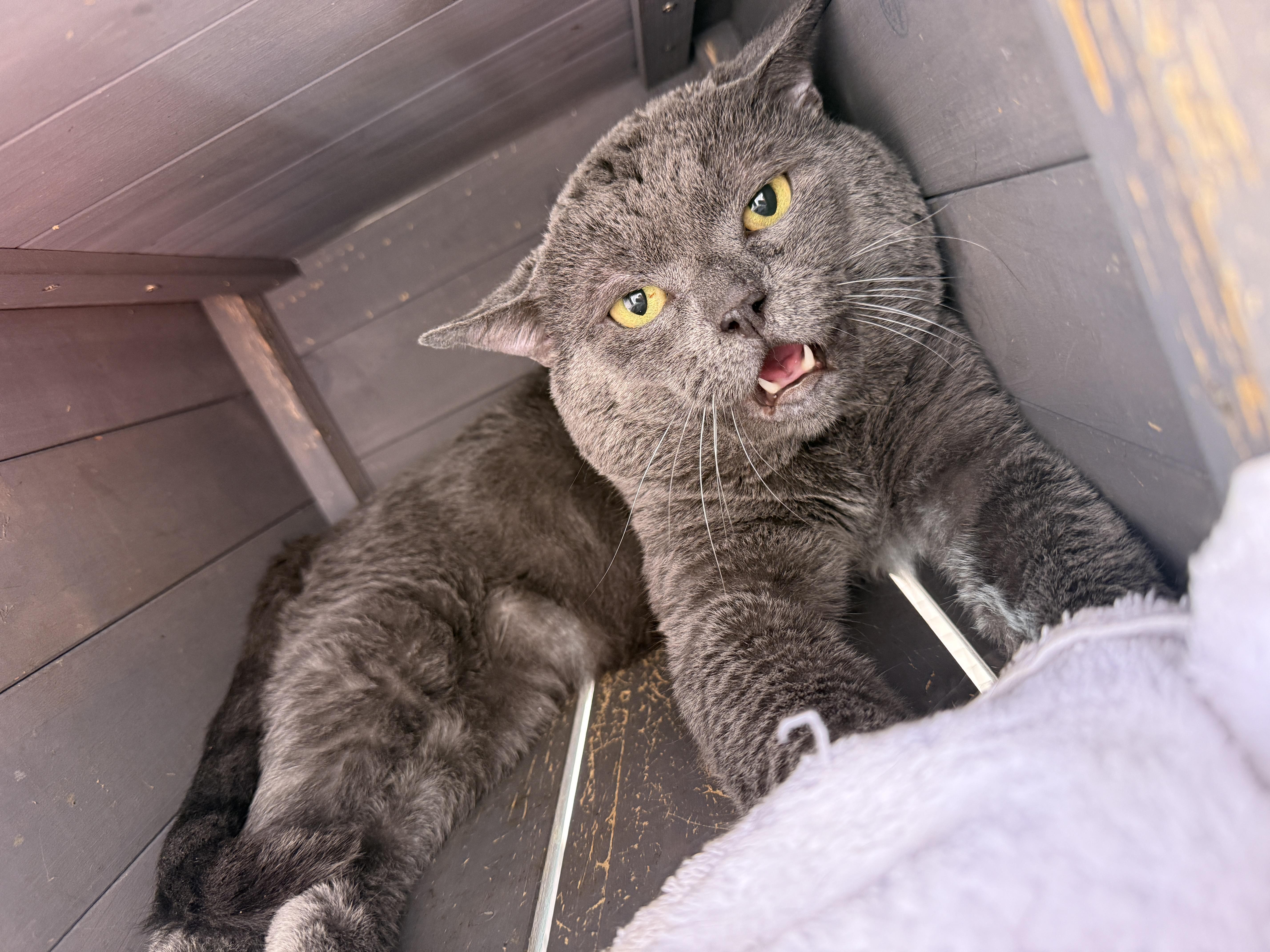 Enlarge Chunk, a ADOPTABLE mixed breed in Oceanside, CA image 4/5