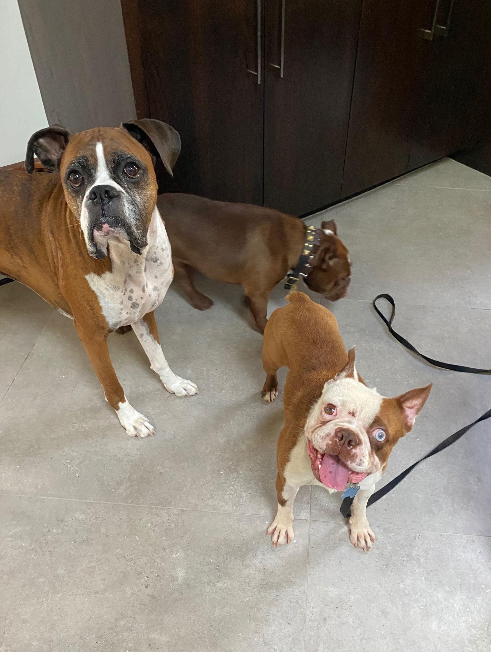 Sonny, Adopted, Young Male Boston Terrier.