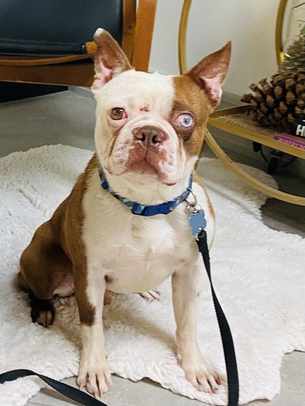 Enlarge Sonny, a Adopted Boston Terrier in Huntington Beach, CA image 2/3