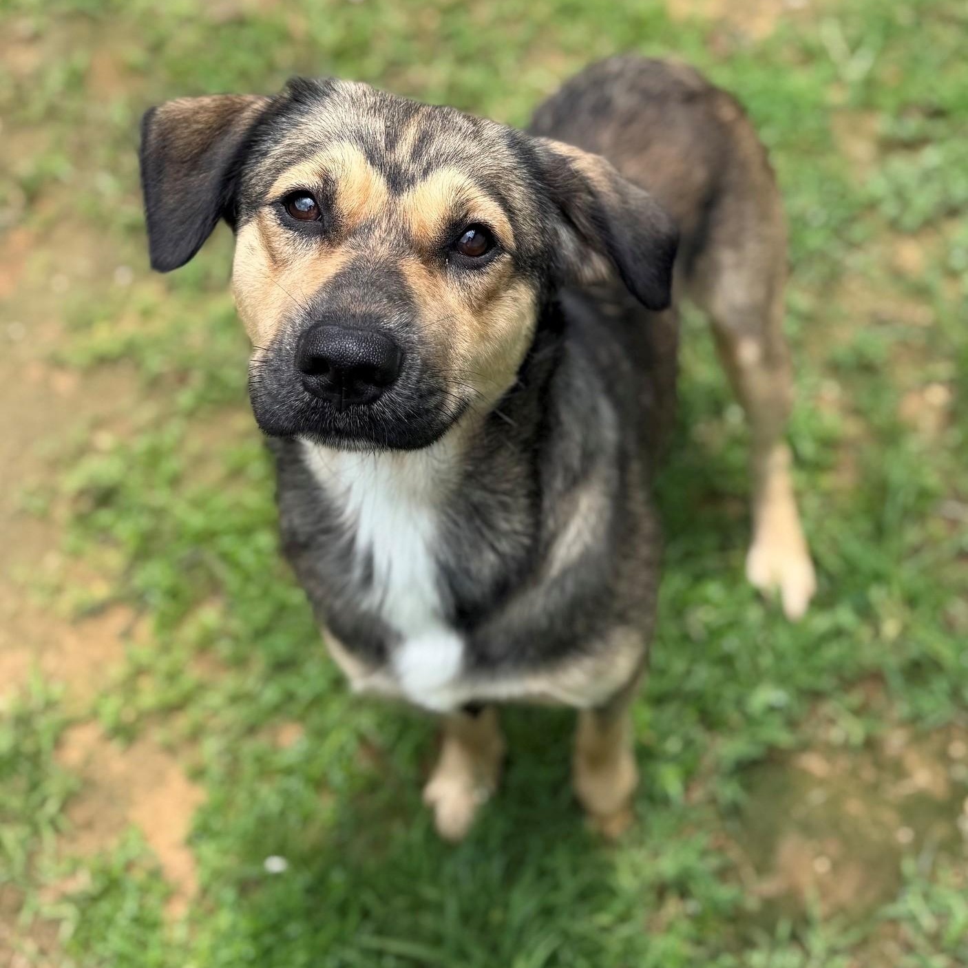 Bear, adopted, Adult Male Shepherd.