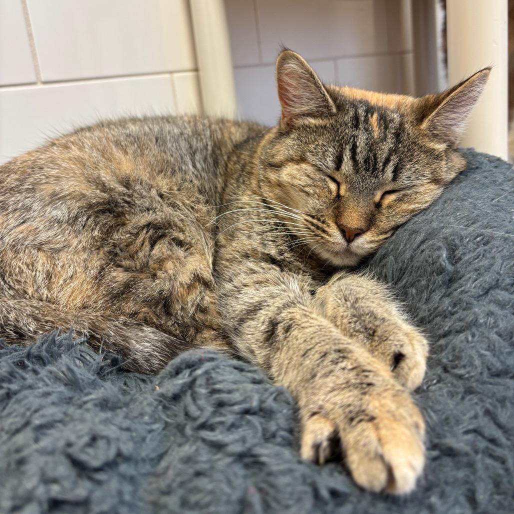 Enlarge Marion, a Adoptable Domestic Short Hair in Chippewa Falls, WI image 1/1